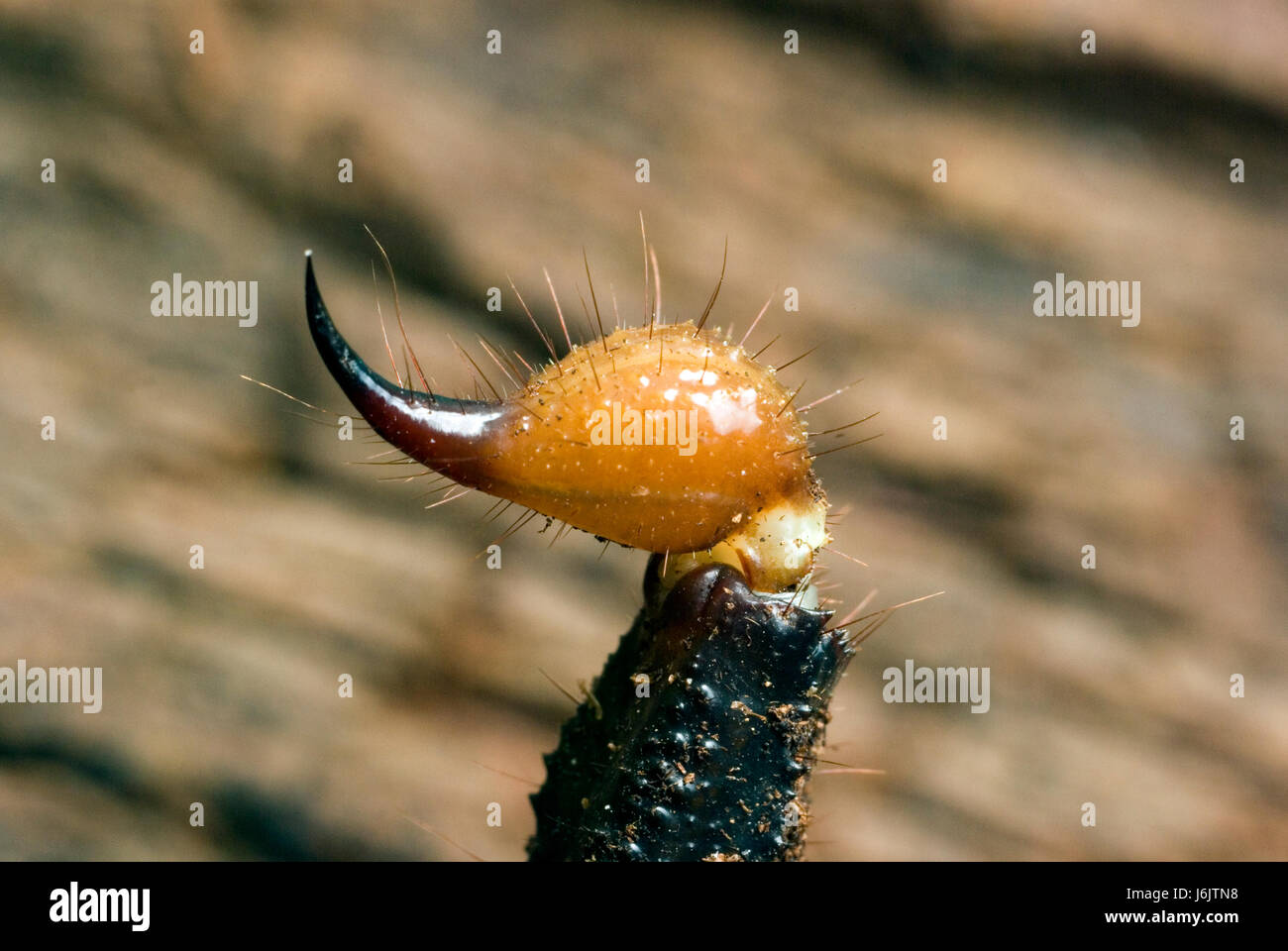 Imperial Scorpion Sting Foto Stock