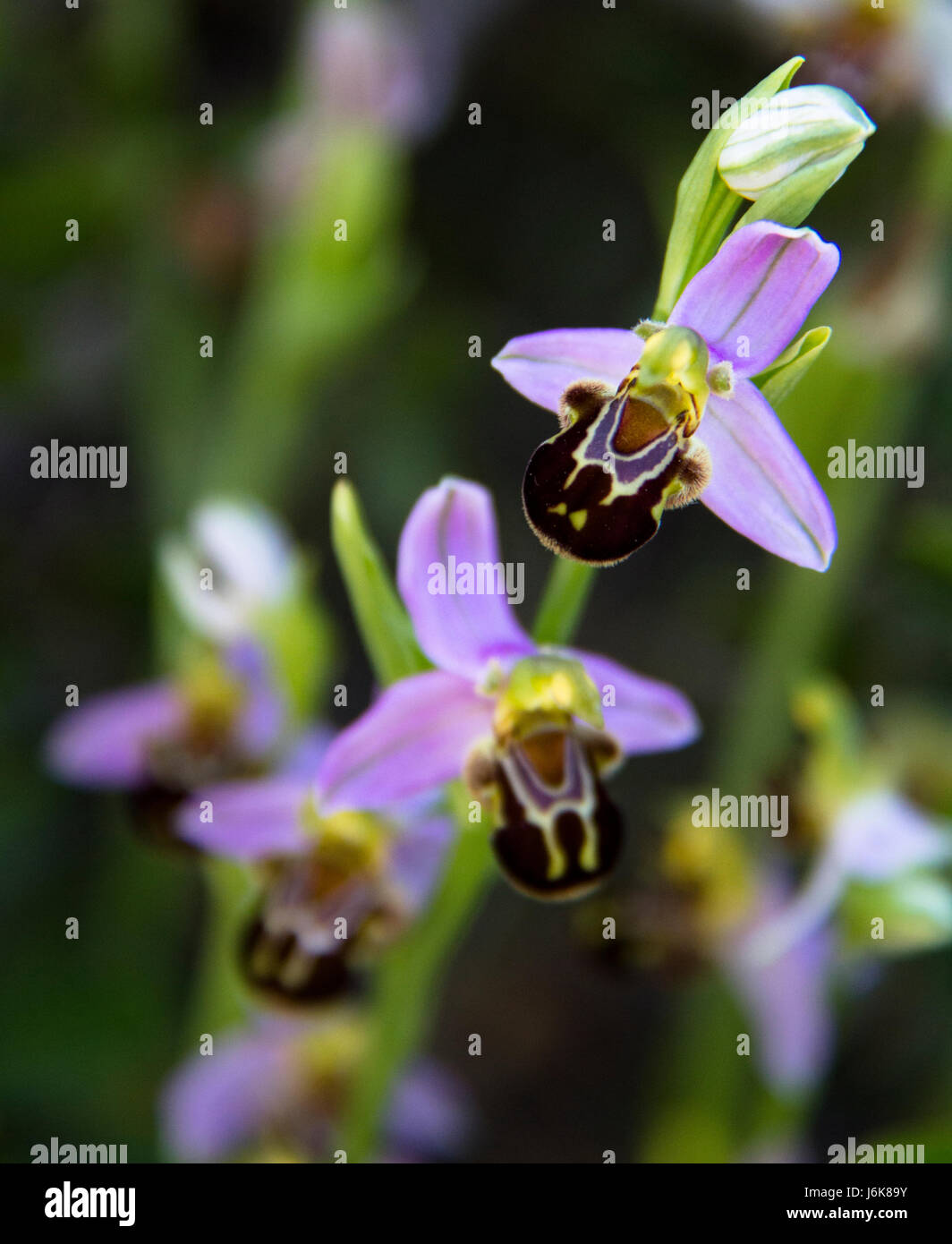 Bee Orchid (Ophrys apifera) Foto Stock
