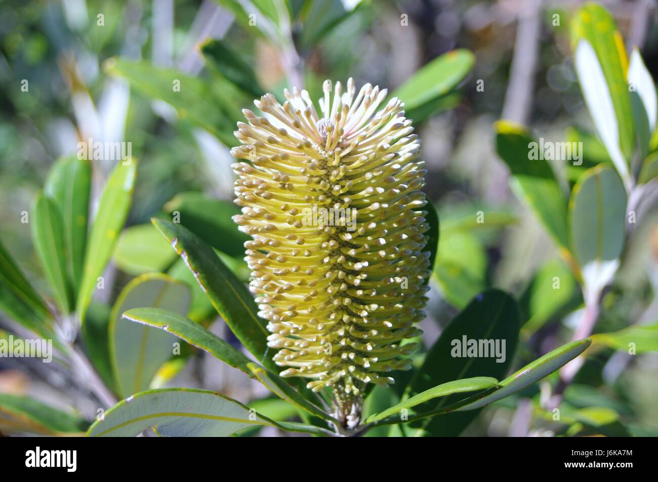 Piante e fiori nativo verde bush australiano macro giallo close-up di ammissione macro Foto Stock
