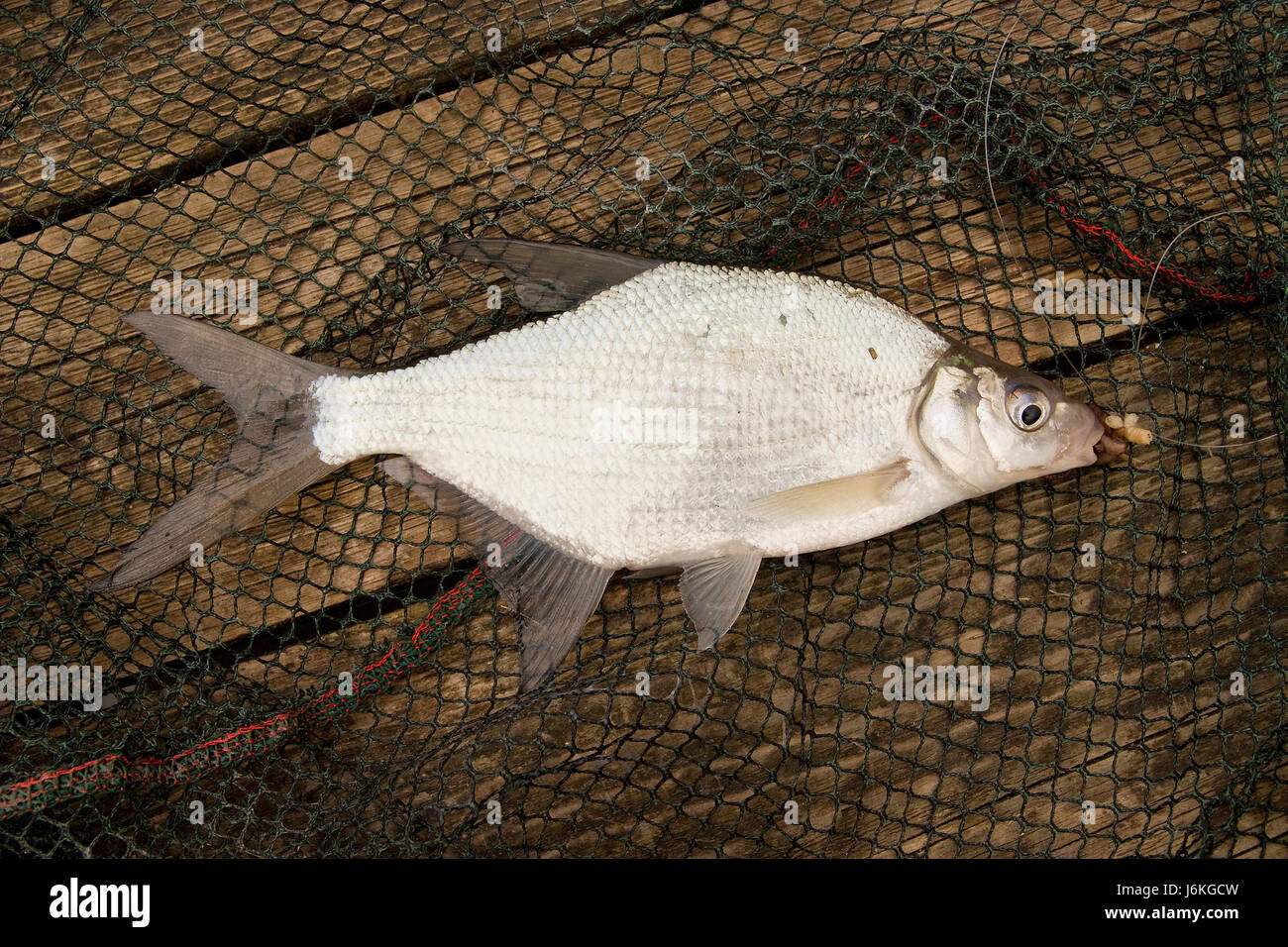 Abramis brama - giovani pesci castagna Foto Stock