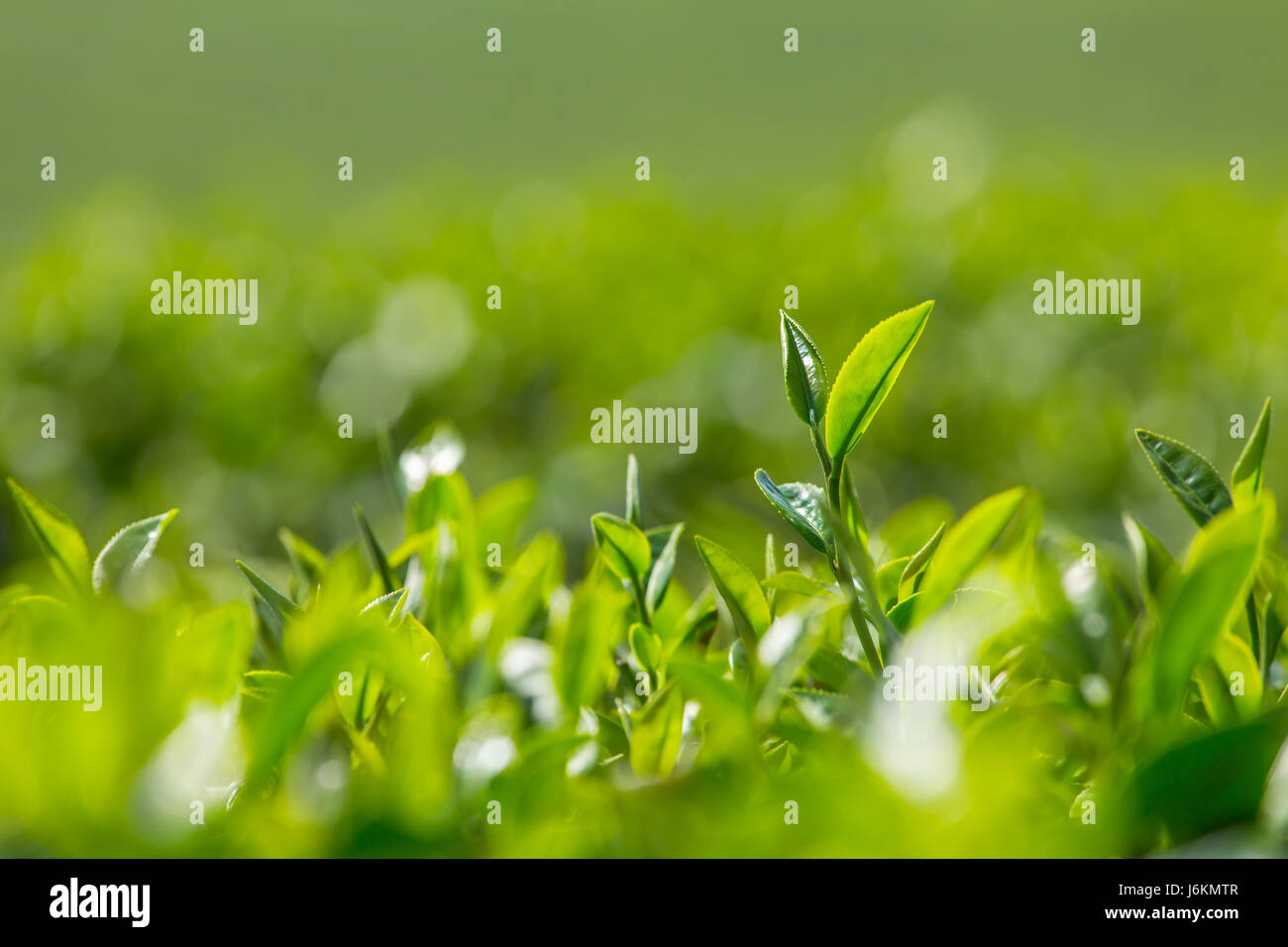 Foglie di tè verde di close-up. Mae Chan piantagioni di tè in Thailandia del Nord Foto Stock