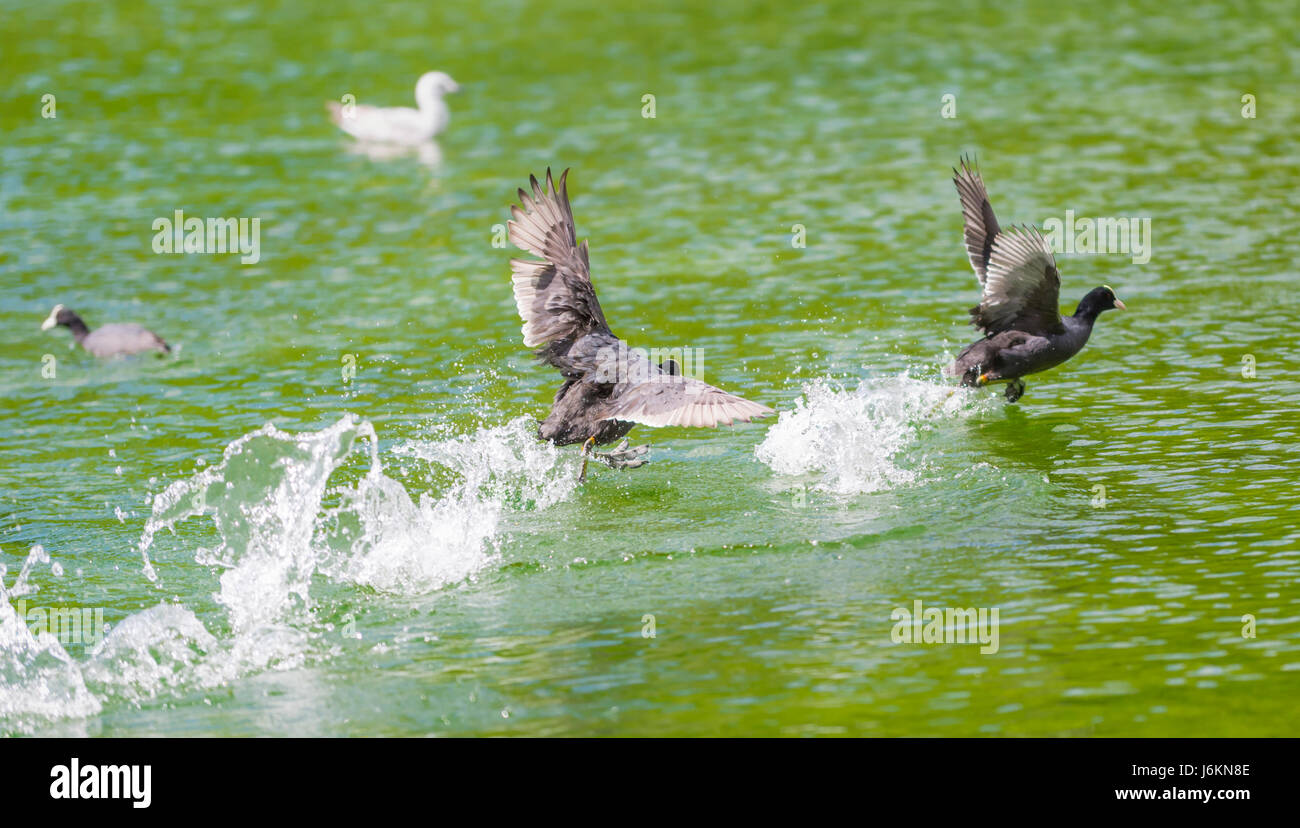 Eurasian Folaghe (fulica atra) inseguono altri folaghe su un lago nel West Sussex, in Inghilterra, Regno Unito. Foto Stock