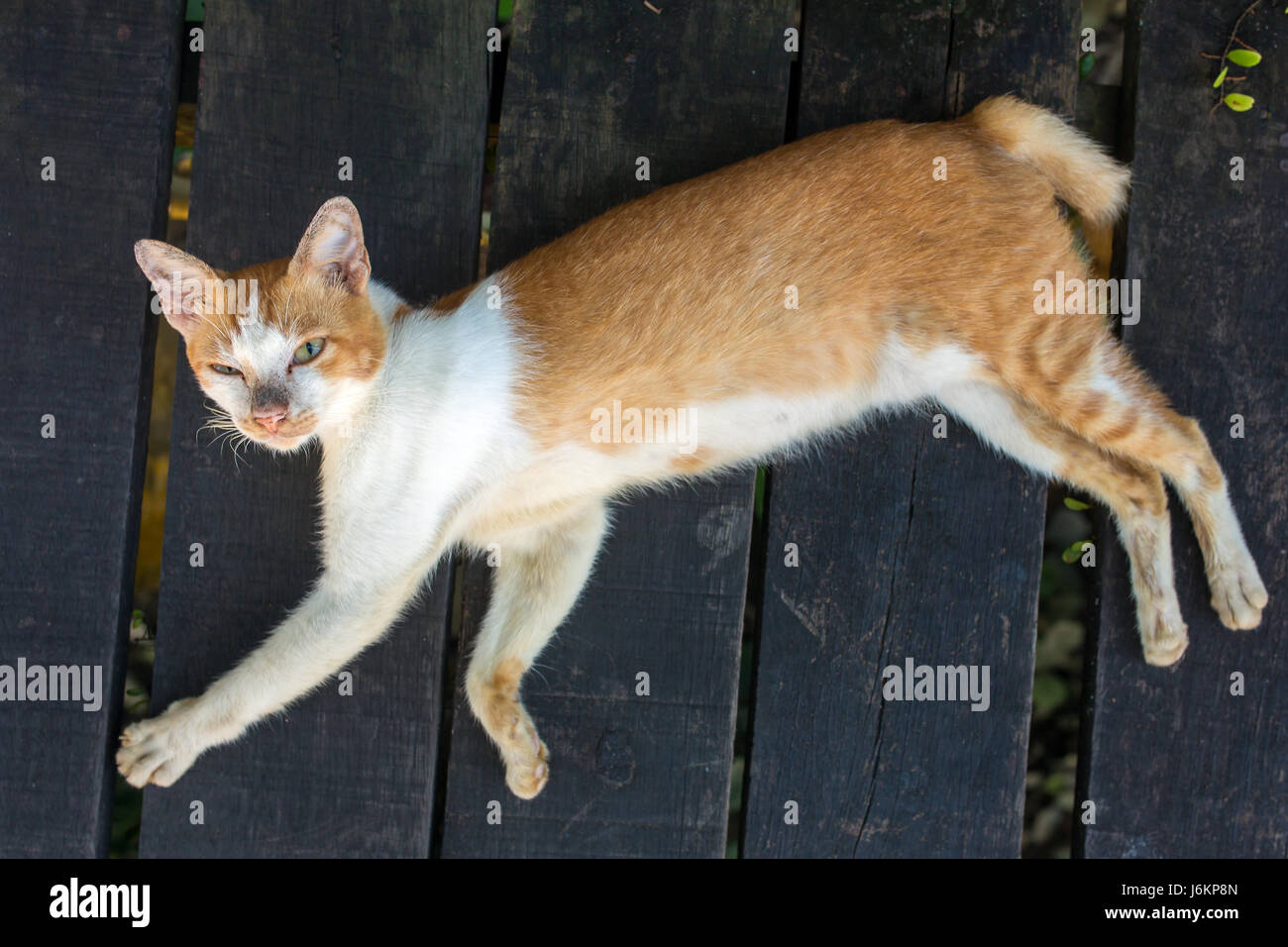 Street cat rilassante in Kuchina, Malaysia Foto Stock