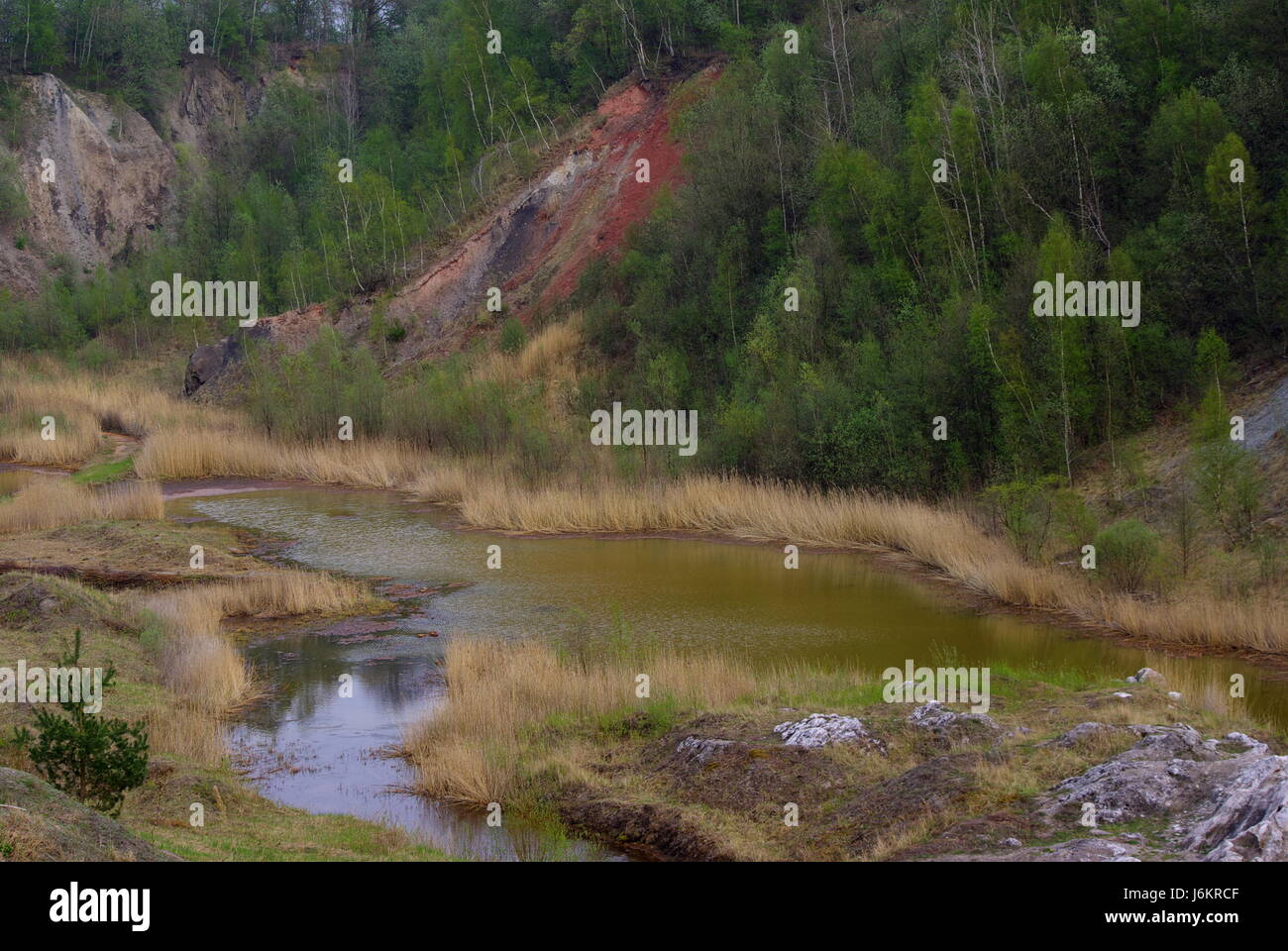 Biotop argilla lime tree pit alberi molla di pietra biotop acqua fresca acqua di stagno lime Foto Stock