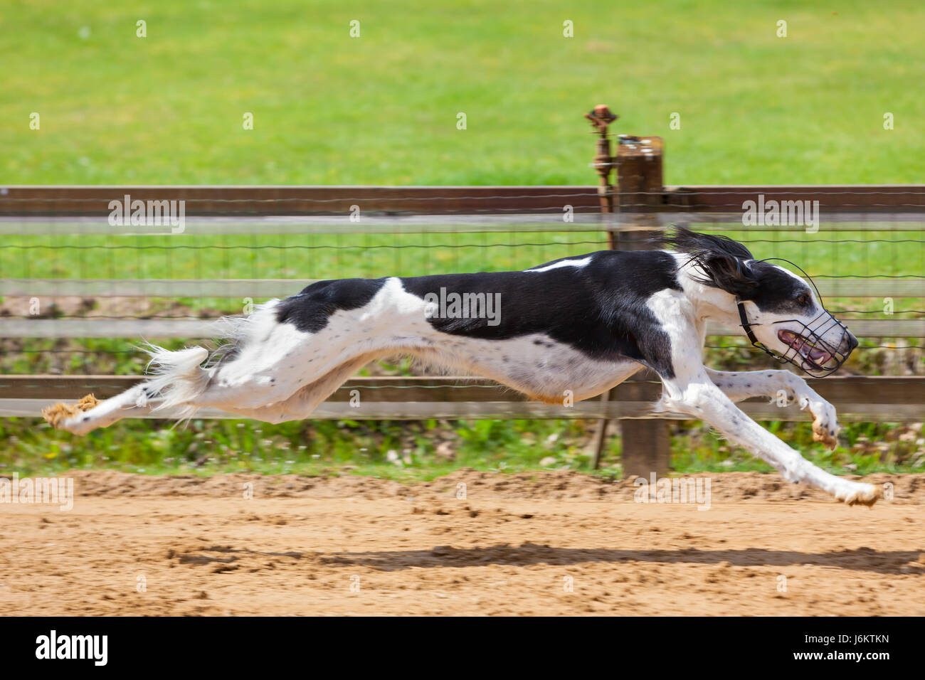 Sighthound Saluki in esecuzione su pista, catturato a metà in aria Foto Stock