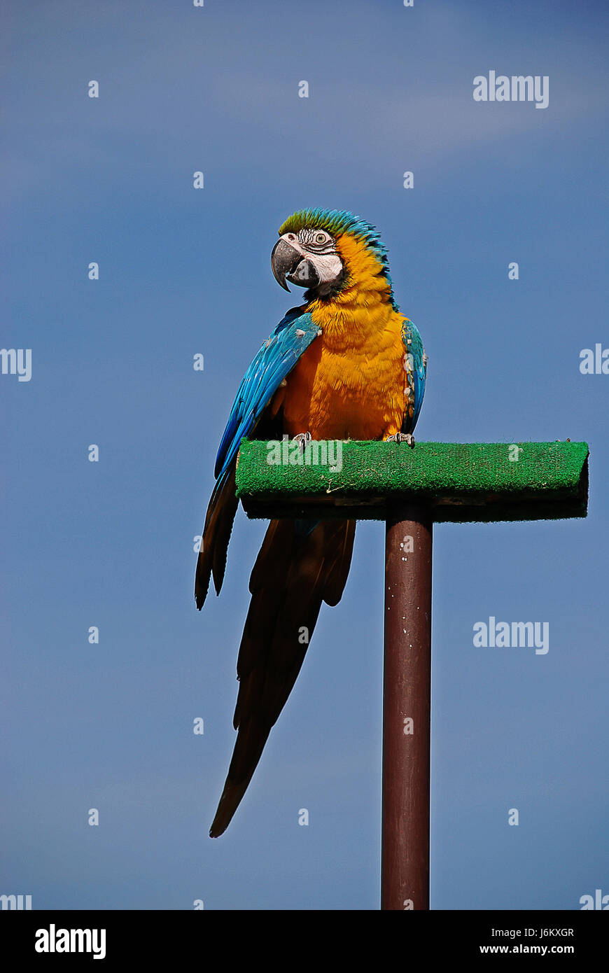 Colorato colorato splendida molteplici riccamente colorata tame uccello pappagallo Foto Stock