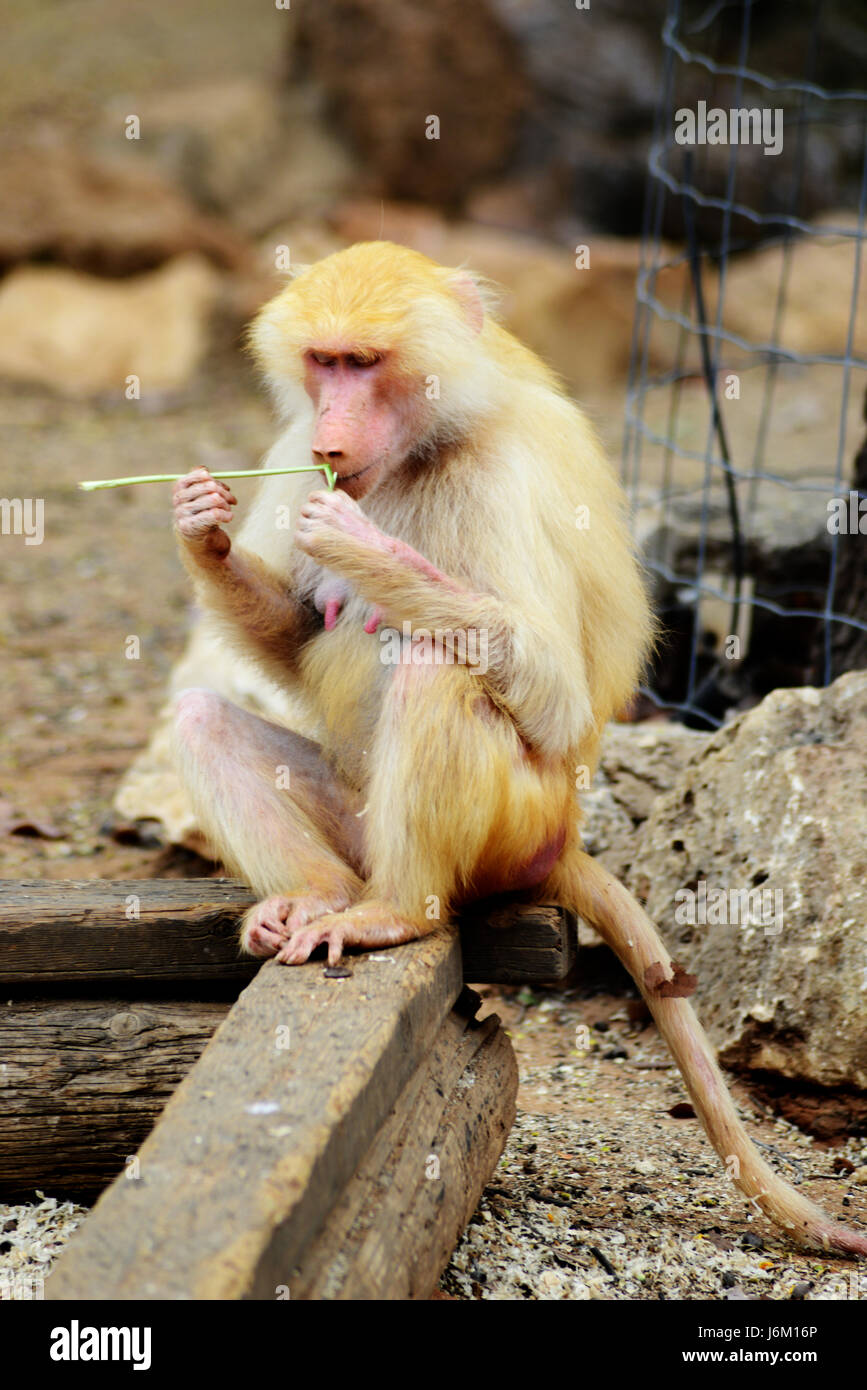 Animali da zoo-monkey Foto Stock