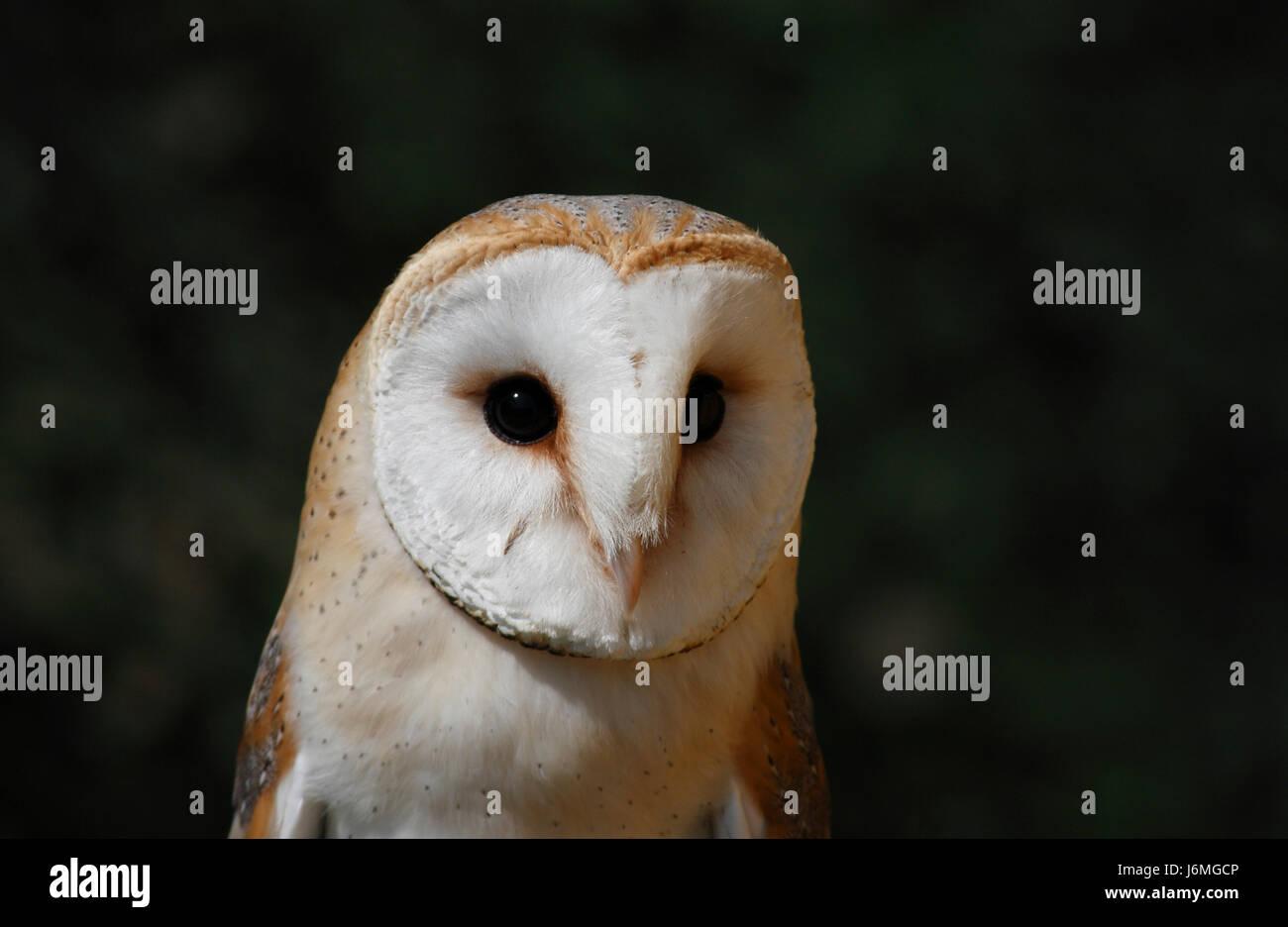 Il gufo barbagianni velo raro gufo tranquilla codger barbagianni velo nachtgreifvogel greif Foto Stock