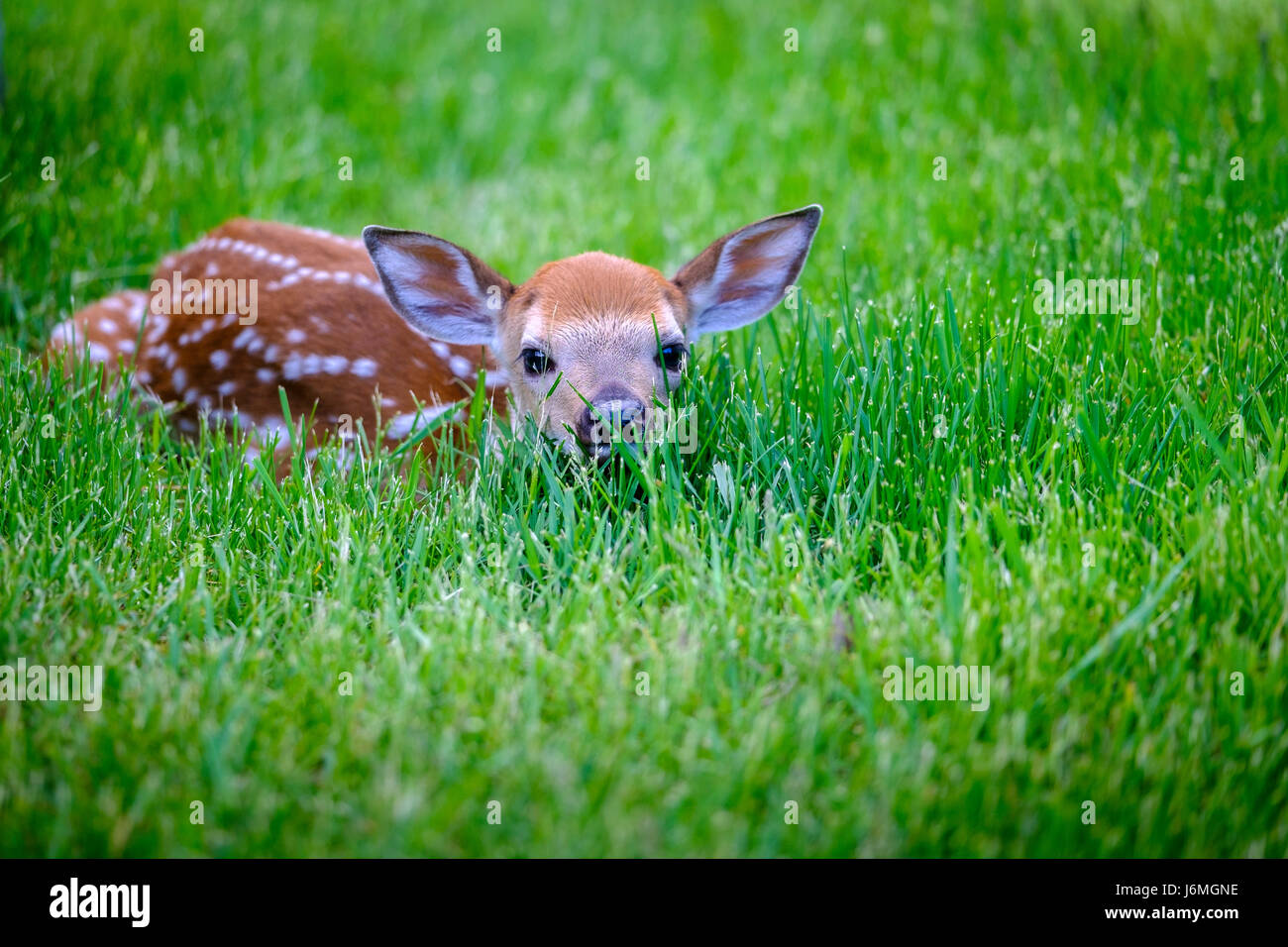 Odocoileus virginianus, white-Tailed Deer Fawn, cerbiatti, neonato, nuovo nato, nascondendo in erba, difesa, comportamento di sopravvivenza, London, Ontario, Canada. Foto Stock