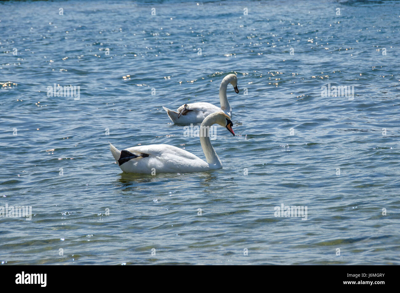 Cigni separati - heartbreak Foto Stock