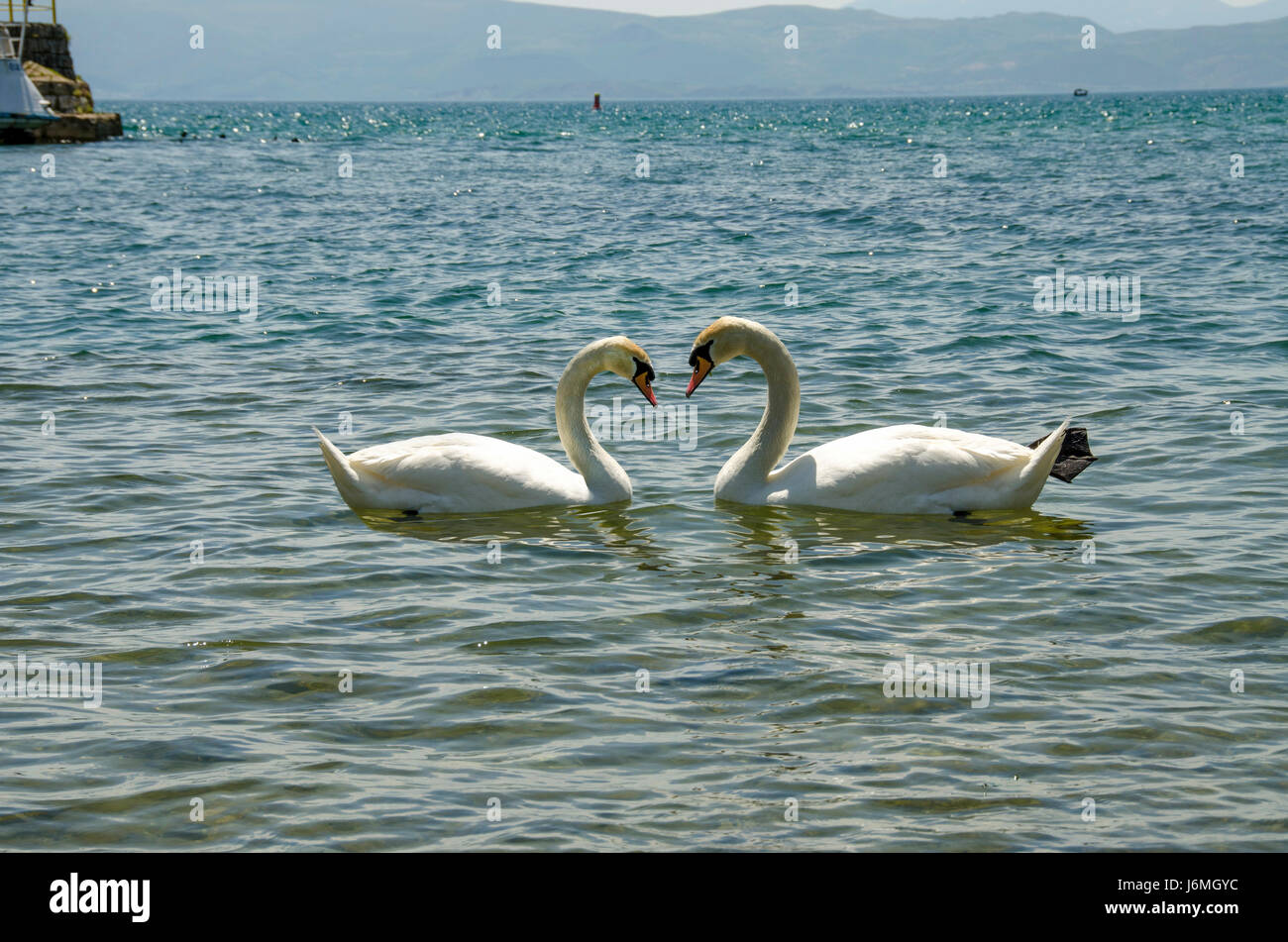 Amore del cigno Foto Stock