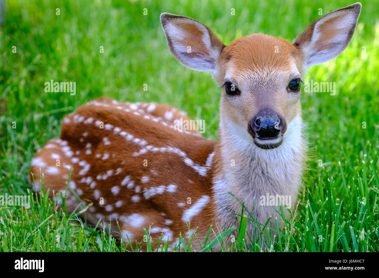 Odocoileus virginianus, cervo dalla coda bianca simpatico primo piano, neonato, guardando la macchina fotografica, sdraiato nell'erba, comportamento di sopravvivenza, Londra, Ontario. Foto Stock