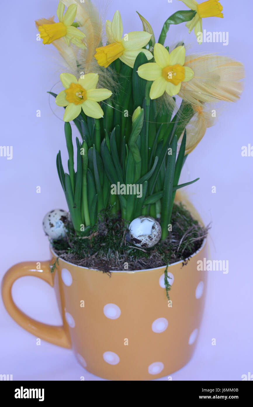 Tazza di piante e fiori delle piume di pasqua uova dare via bloom blossom prosperare Foto Stock