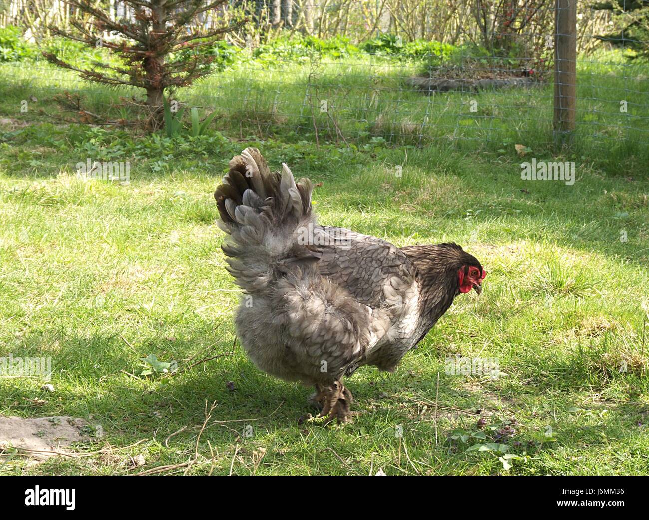 Brahma gallina Foto Stock