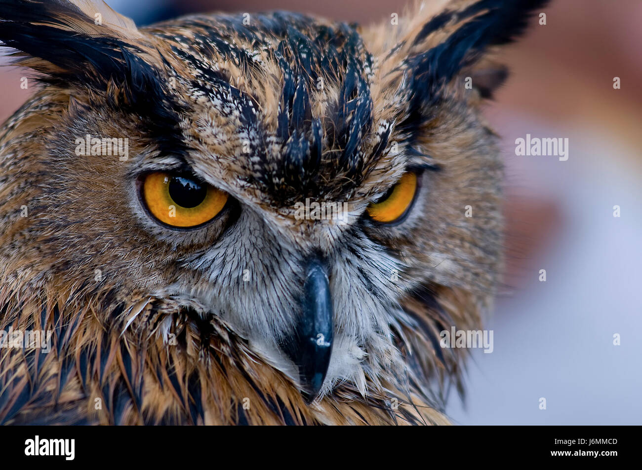 Avifauna gufo caccia chase predator macro close-up di ammissione macro close Foto Stock