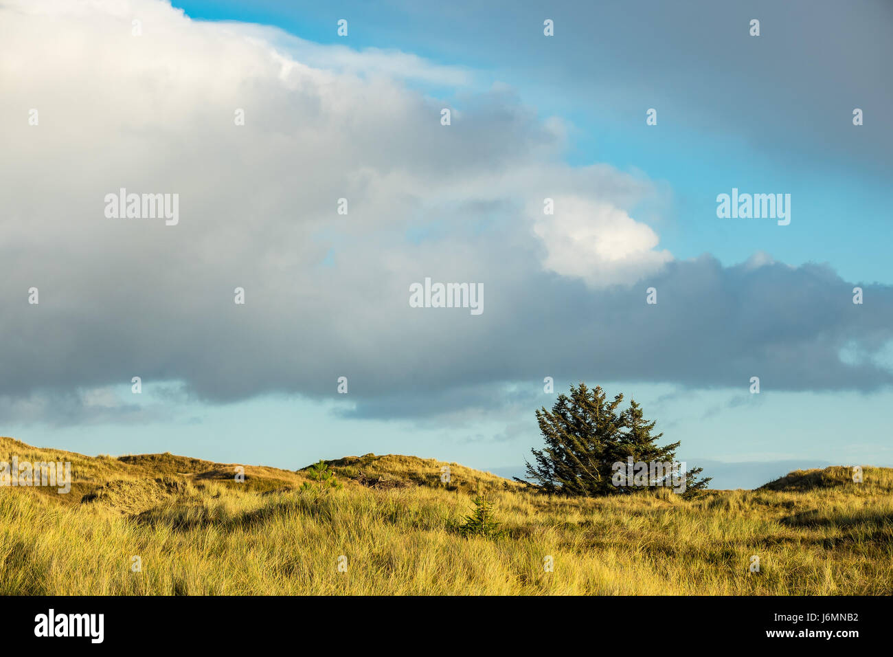 Dune sulla costa del Mare del Nord dell'isola Amrum, Germania. Foto Stock