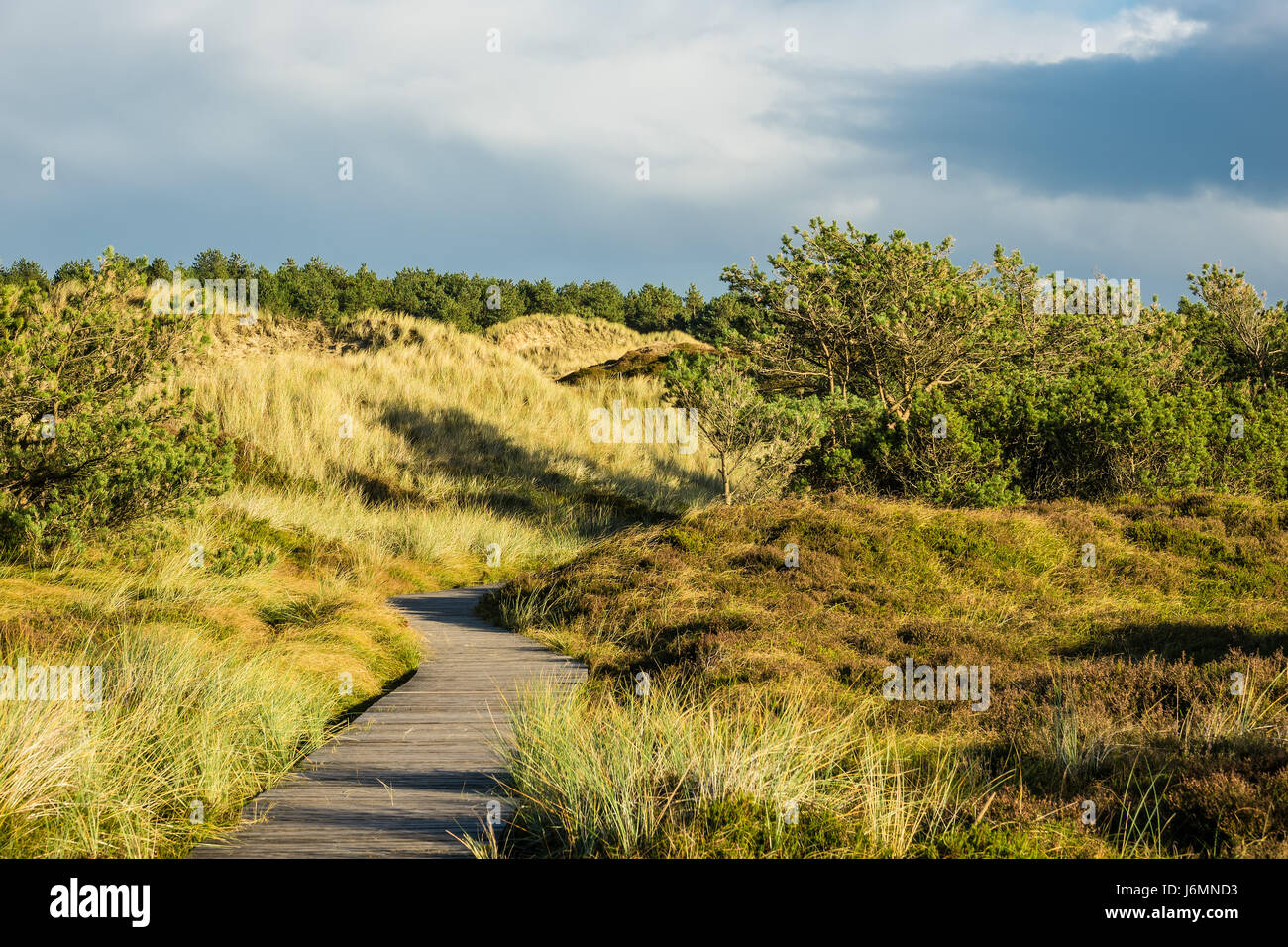 Dune sulla costa del Mare del Nord dell'isola Amrum, Germania. Foto Stock