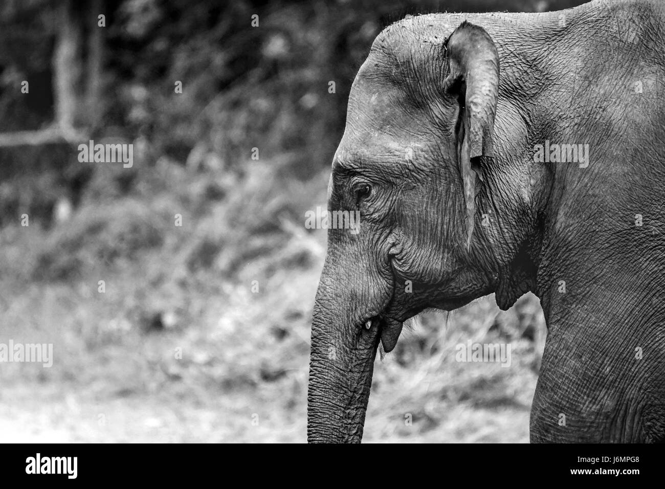 Branco di elefanti Foto Stock