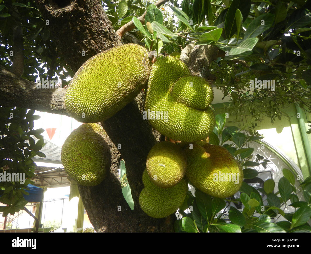 0655 Jackfruit nel Plaridel Bulacan Filippine 01 Foto Stock