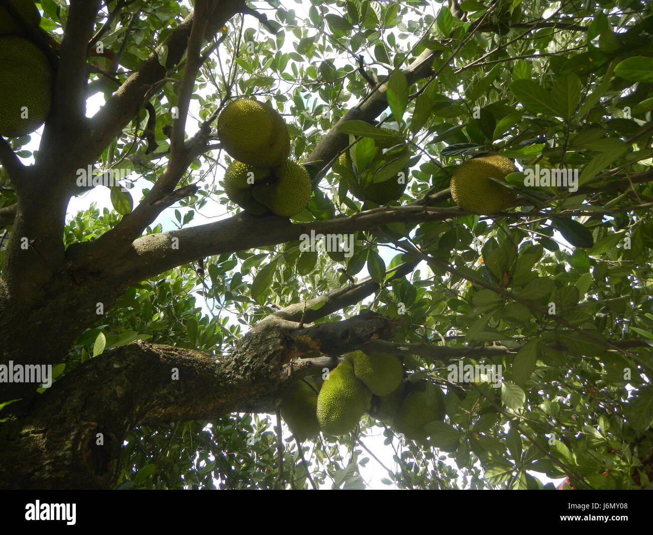 0655 Jackfruit nel Plaridel Bulacan Filippine 06 Foto Stock