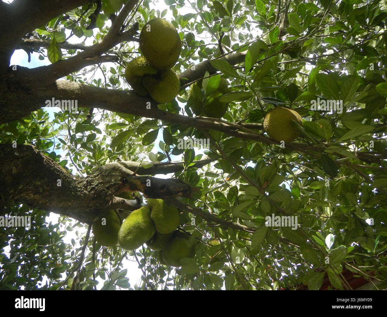 Il jackfruit coltivato a Plaridel, Bulacan, Filippine, è un prodotto agricolo di spicco. Questo grande frutto tropicale è conosciuto per la sua consistenza dolce e fibrosa ed è ampiamente usato nella cucina filippina per vari piatti. Foto Stock