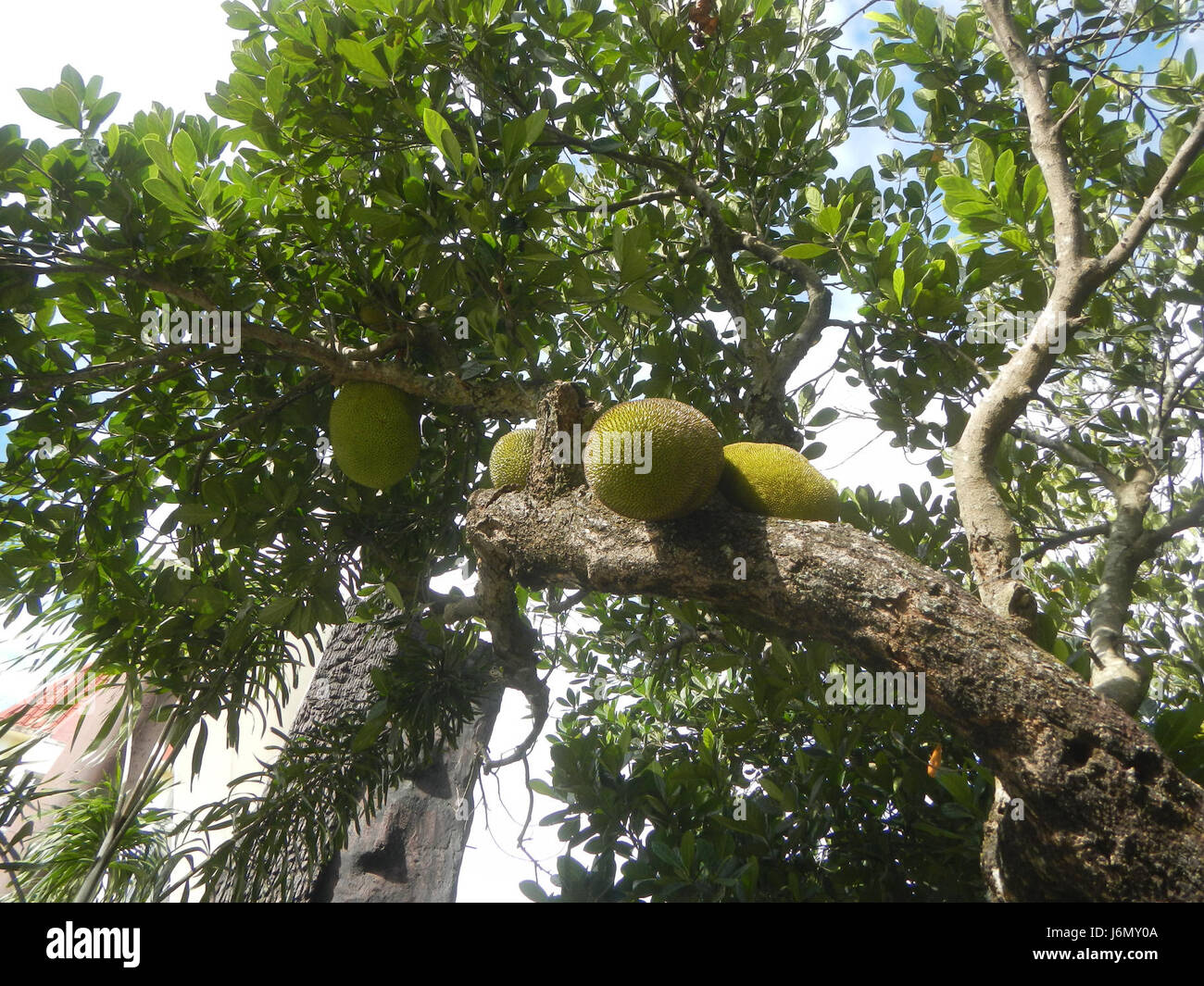 Questa immagine raffigura il jackfruit, un frutto tropicale, trovato nella regione di Plaridel a Bulacan, nelle Filippine. Conosciuto per le sue grandi dimensioni e il suo sapore dolce, è ampiamente consumato nella regione. Foto Stock