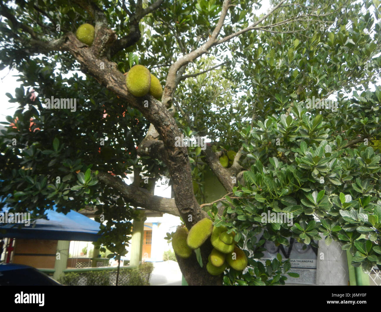 Questa immagine mostra gli alberi di jackfruit a Plaridel, Bulacan, Filippine, sottolineando l'importanza di questo frutto tropicale nella vita agricola della regione. Foto Stock