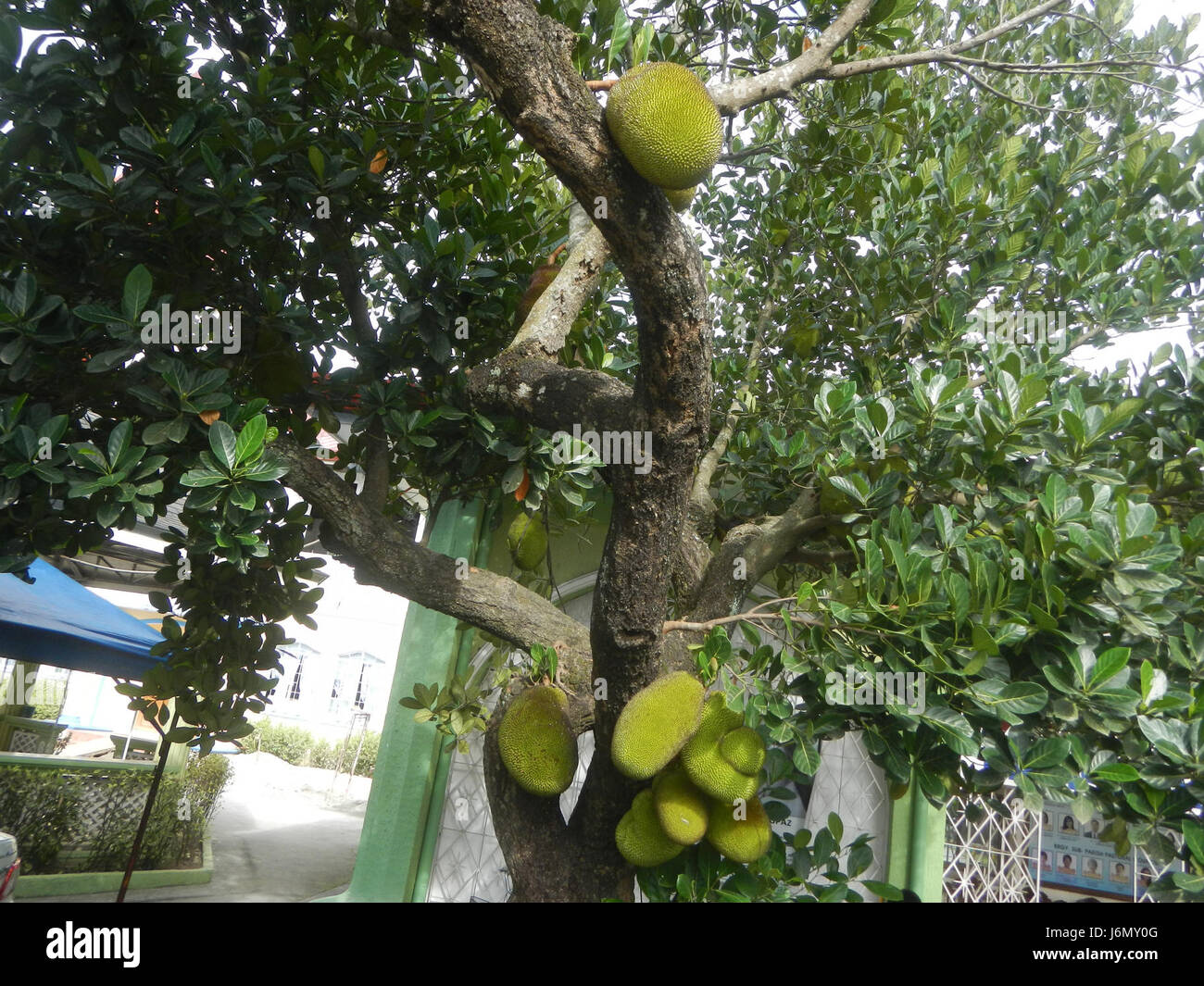 Questa immagine mostra la coltivazione del jackfruit a Plaridel, Bulacan, Filippine, un frutto tropicale comunemente presente nel sud-est asiatico. Foto Stock