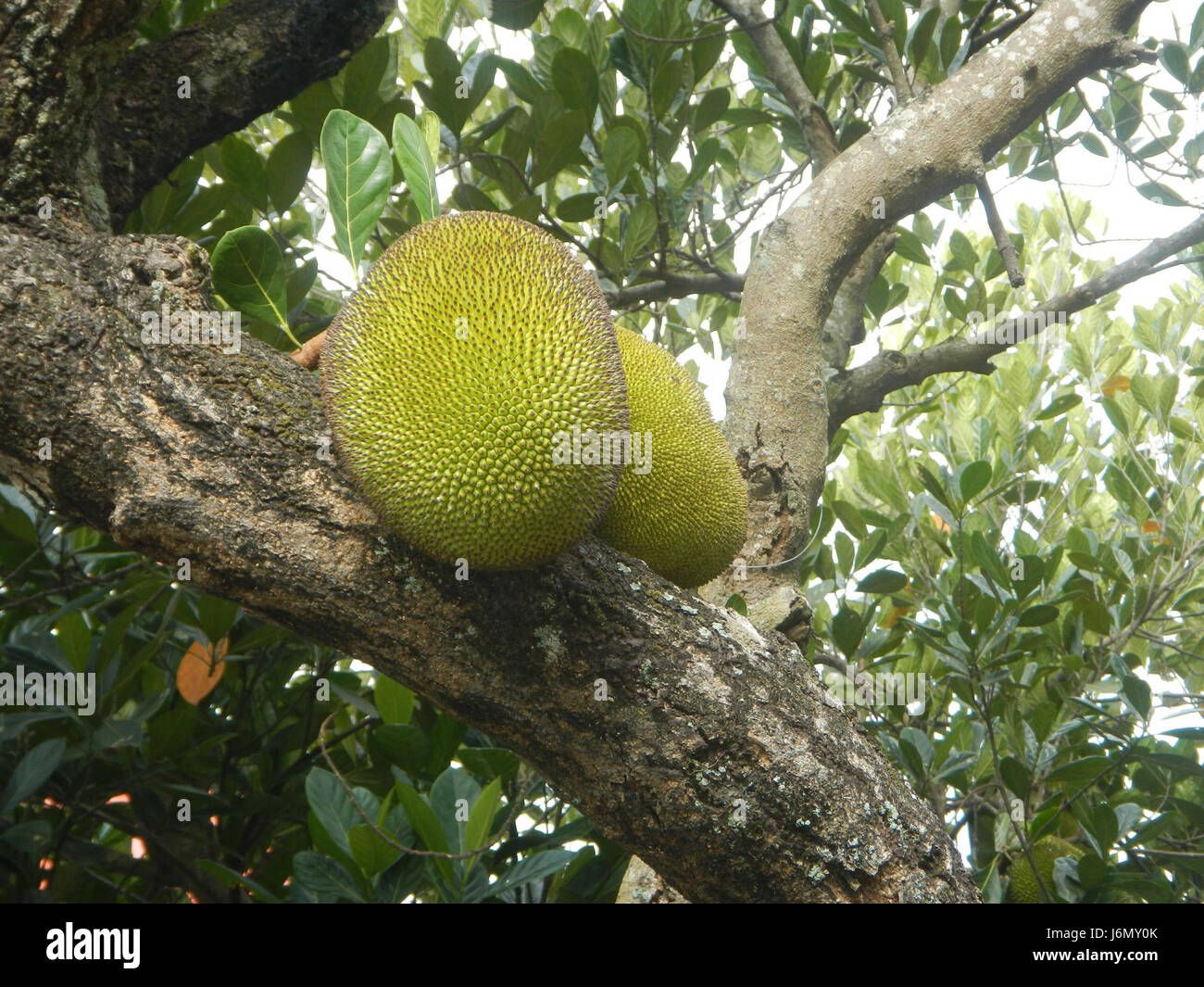 Questa voce si riferisce a un allevamento o a un raccolto di jackfruit a Plaridel, Bulacan, Filippine, noto per la sua produzione agricola di jackfruit, un frutto tropicale comunemente coltivato nella regione. Foto Stock