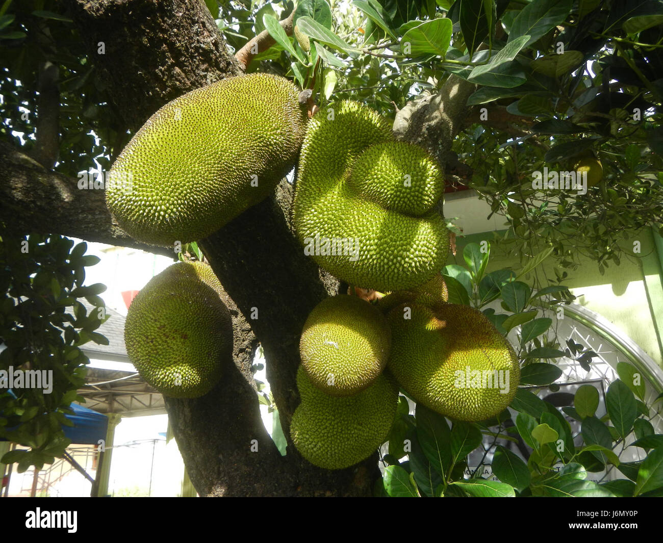 Questa immagine raffigura alberi di jackfruit nell'area rurale di Plaridel, Bulacan, Filippine. Il jackfruit è un frutto tropicale noto per le sue grandi dimensioni e il suo sapore dolce, comunemente coltivato nelle Filippine sia per il consumo locale che per l'esportazione. Foto Stock