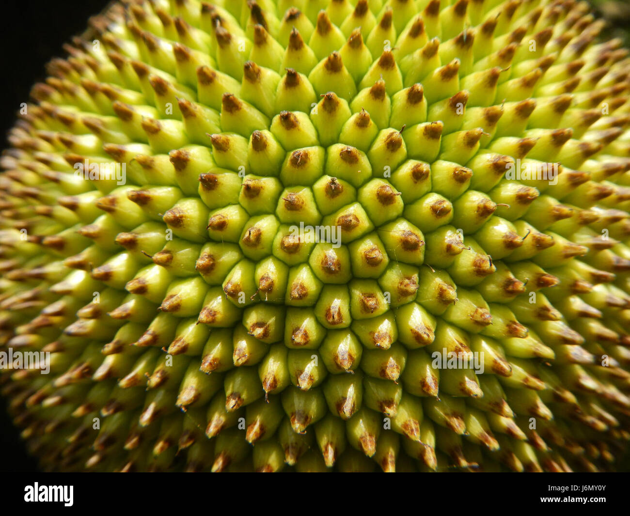 Questo titolo si riferisce a un'immagine di jackfruit, un frutto tropicale, visto a Plaridel, Bulacan, Filippine. La fotografia o il riferimento mette in evidenza la produzione agricola di jackfruit, un frutto significativo nella cucina filippina. Foto Stock
