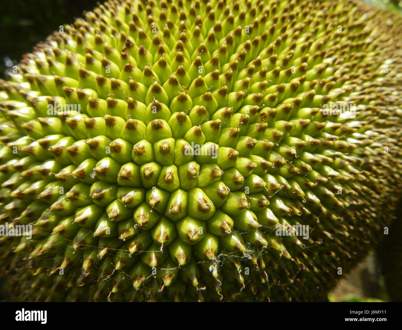 0655 Jackfruit nel Plaridel Bulacan Filippine 24 Foto Stock