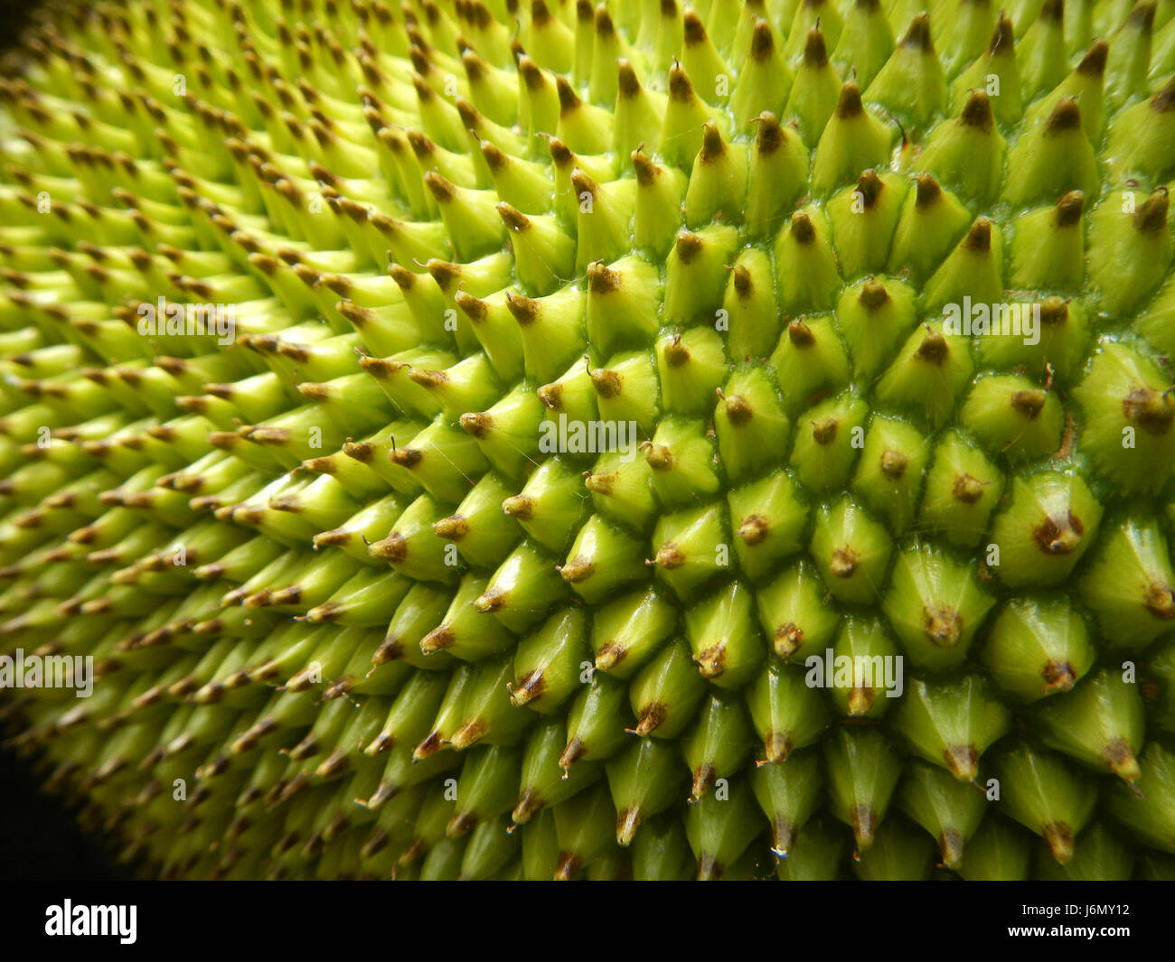 Una fotografia del frutto del giacchino che cresce a Plaridel, Bulacan, Filippine, raffigurante le pratiche agricole locali e la coltivazione di frutta tropicale. Foto Stock