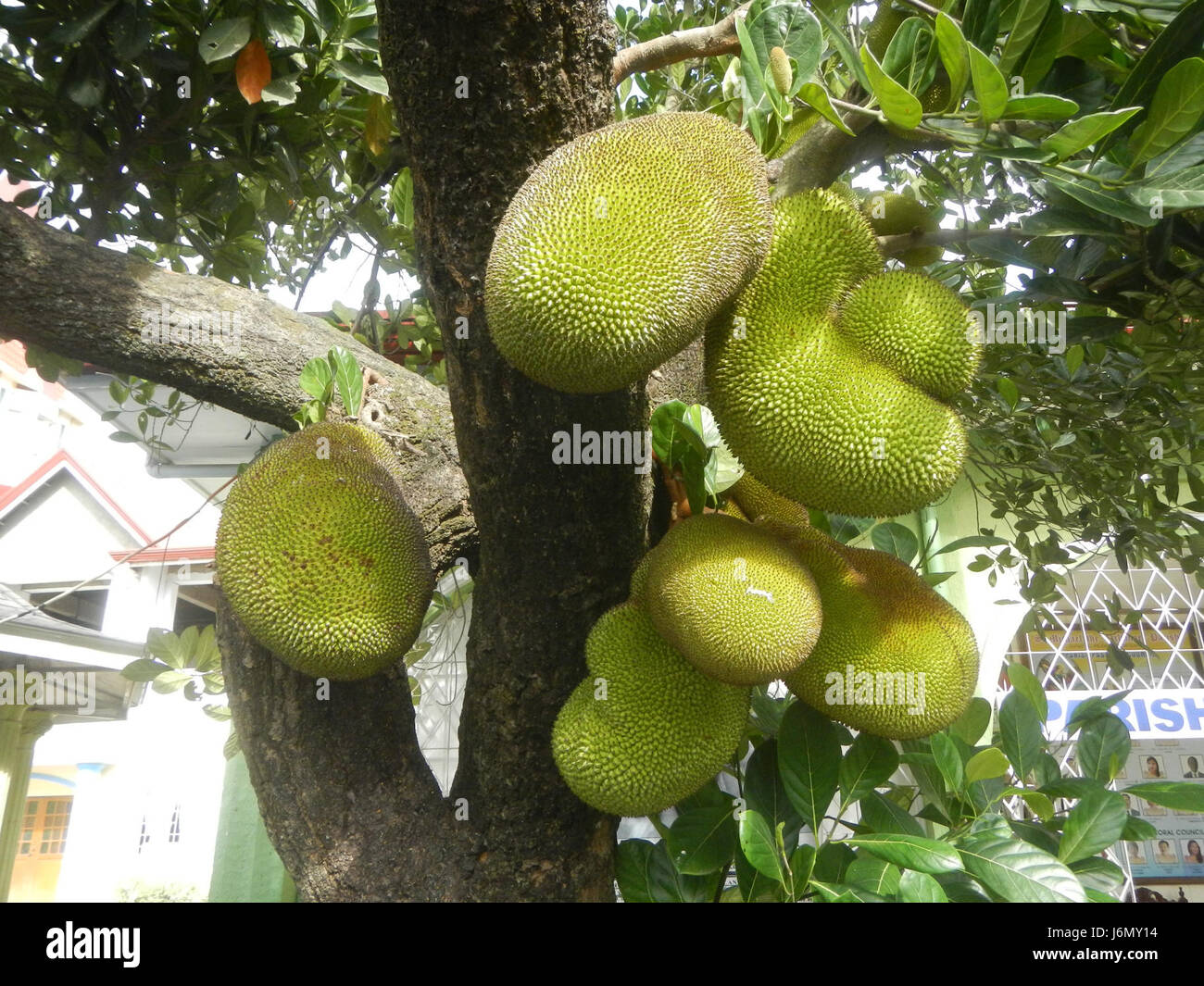 Lo jackfruit, un frutto tropicale noto per le sue grandi dimensioni e il suo sapore distinto, viene coltivato a Plaridel, Bulacan, Filippine. Questa regione è nota per la sua attività agricola, in particolare per la coltivazione di frutti tropicali. Foto Stock