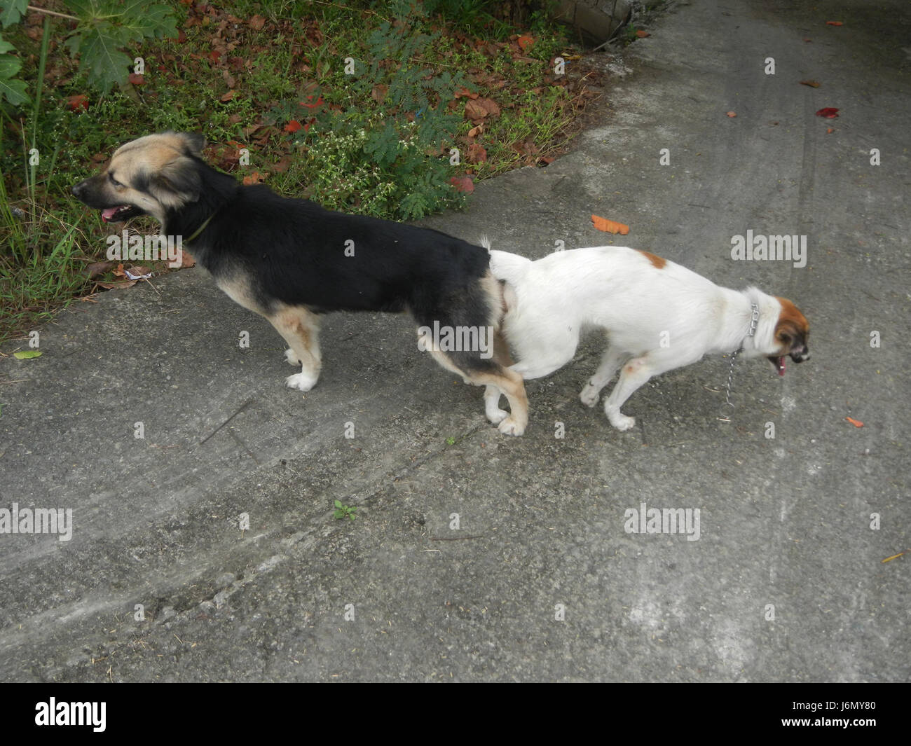 Questa immagine cattura un comportamento naturale dei cani che si accoppiano nelle Filippine. La fotografia documenta l'aspetto biologico del comportamento animale nell'ambiente locale. Foto Stock