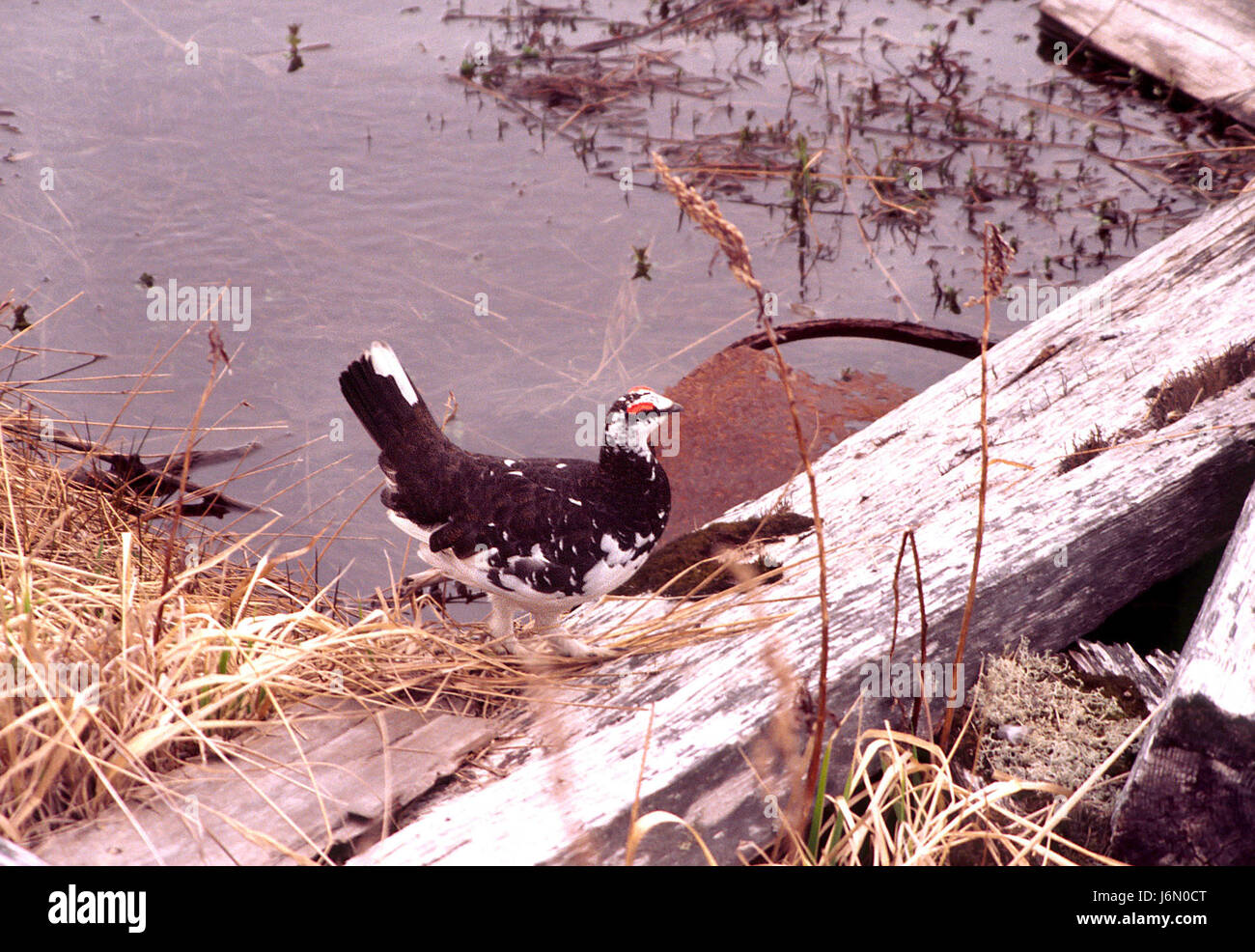 082 - pernice bianca (6-99) attu, AK (2) (8719893695) Foto Stock