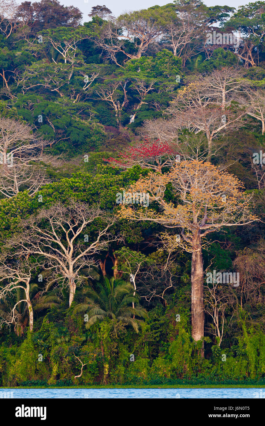 Foresta pluviale accanto a Rio Chagres nel Parco Nazionale di Soberania, Repubblica di Panama. Il grande albero (in basso a destra) è un albero di Cuipo, Cavanillesia platanifolia. Foto Stock