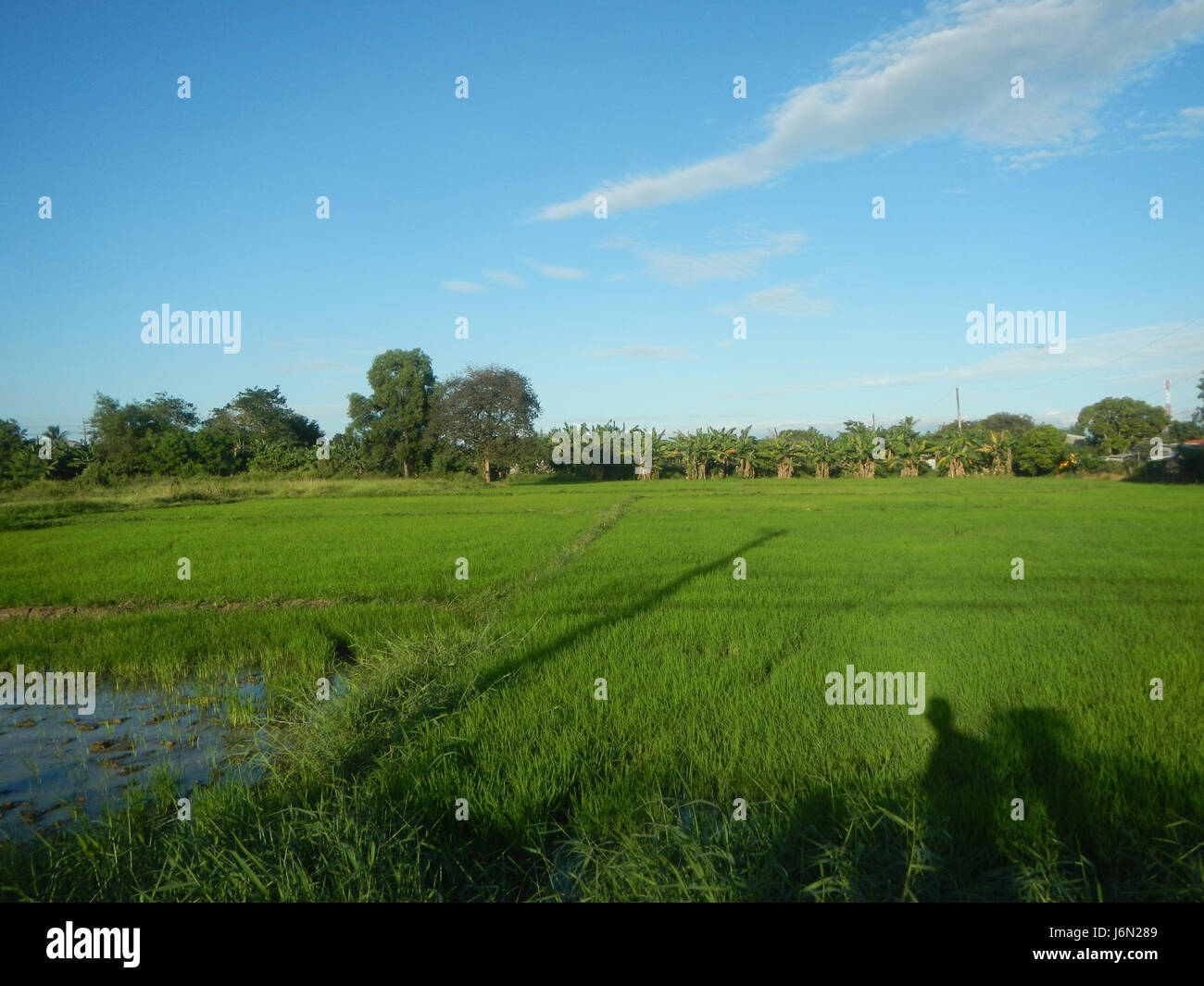 09637 risaie, praterie, alberi, case di irrigazione, Sabang Baliuag, Bulacan ponti stradali 31 Foto Stock