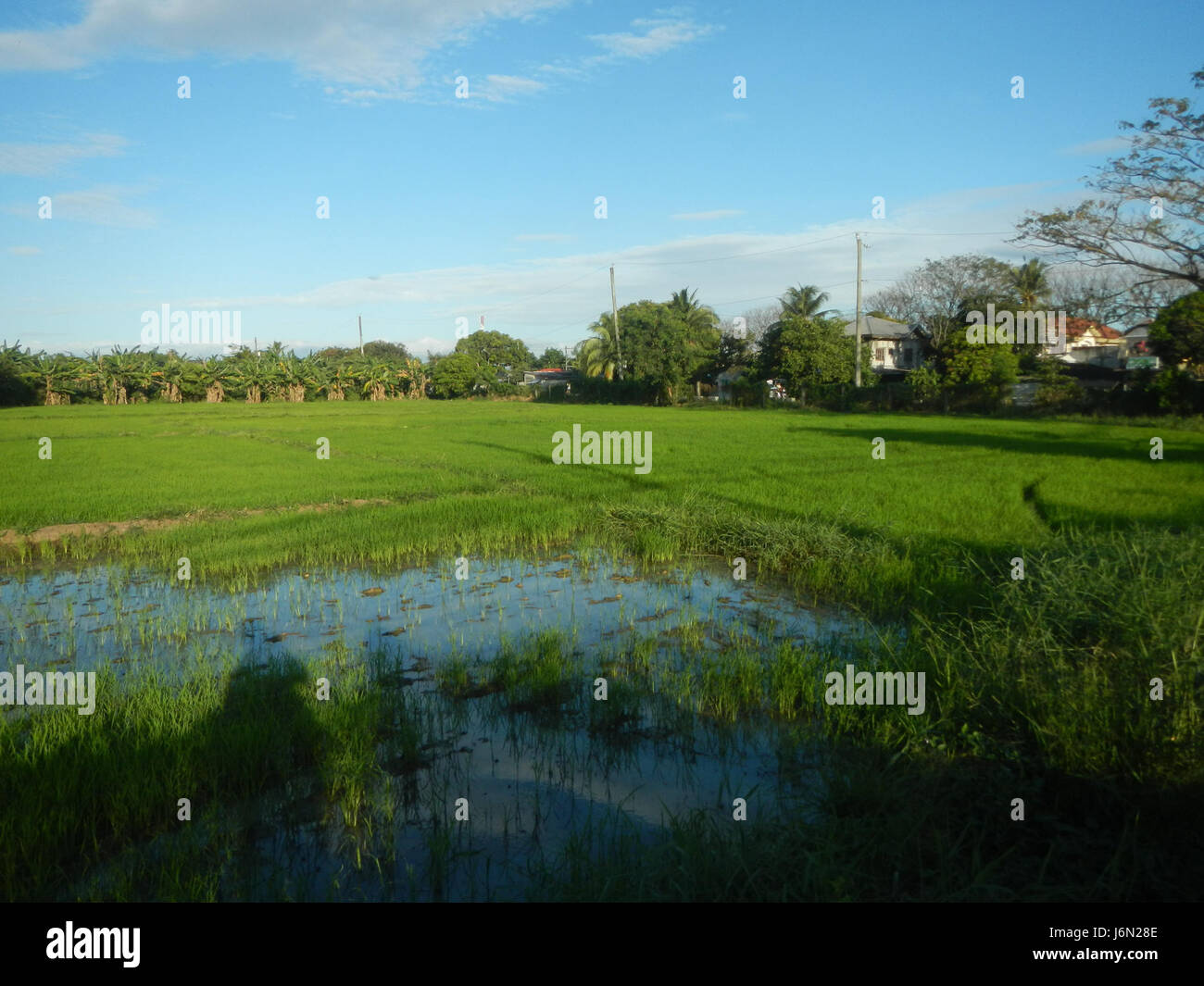 09637 risaie, praterie, alberi, case di irrigazione, Sabang Baliuag, Bulacan ponti stradali 35 Foto Stock