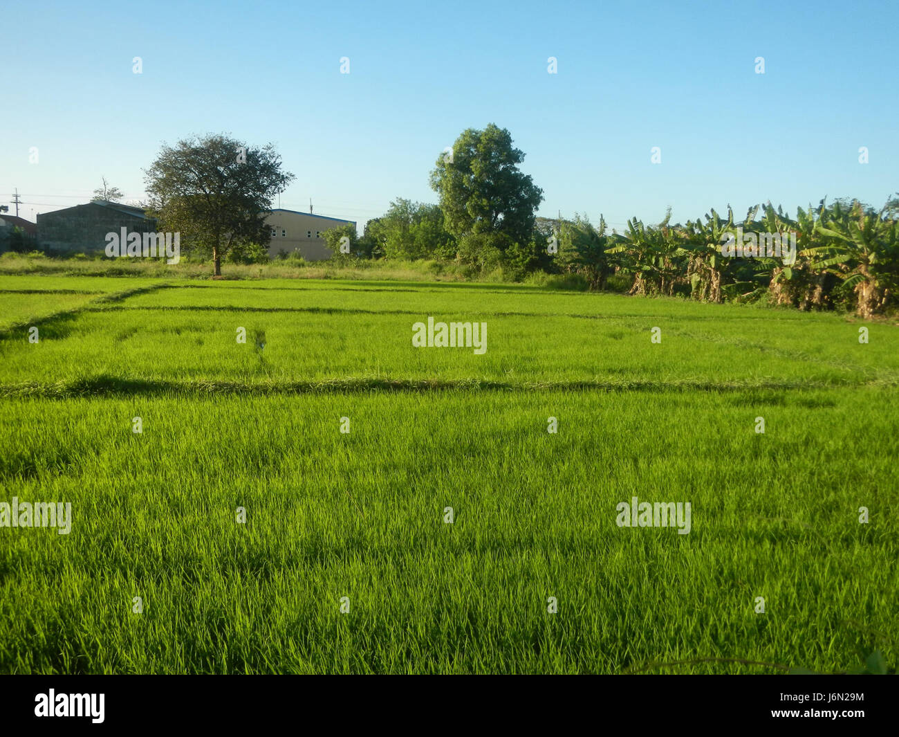 Una fotografia che cattura il paesaggio rurale di Sabang, Baliuag, Bulacan, Filippine. L'immagine mostra ampie risaie, verdeggianti praterie, alberi sparsi, case tradizionali e sistemi di irrigazione. Lo sfondo presenta ponti stradali che mettono in risalto la miscela di bellezza naturale e sviluppo infrastrutturale della zona. Foto Stock