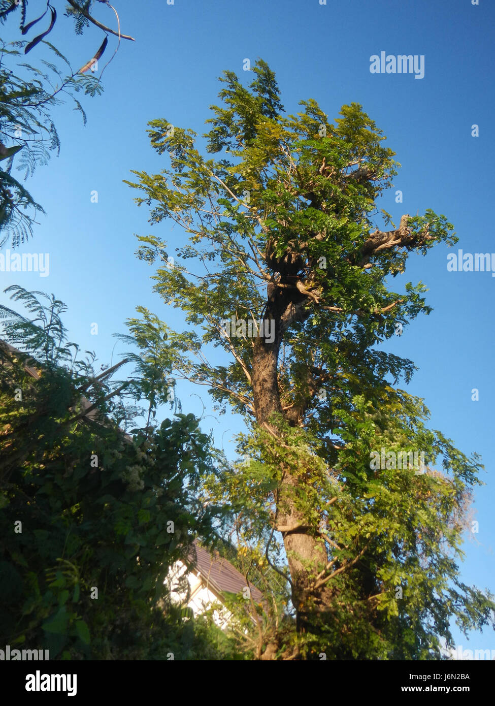09725 risaie, praterie, alberi, case di irrigazione, Sabang Baliuag, Bulacan ponti stradali 27 Foto Stock