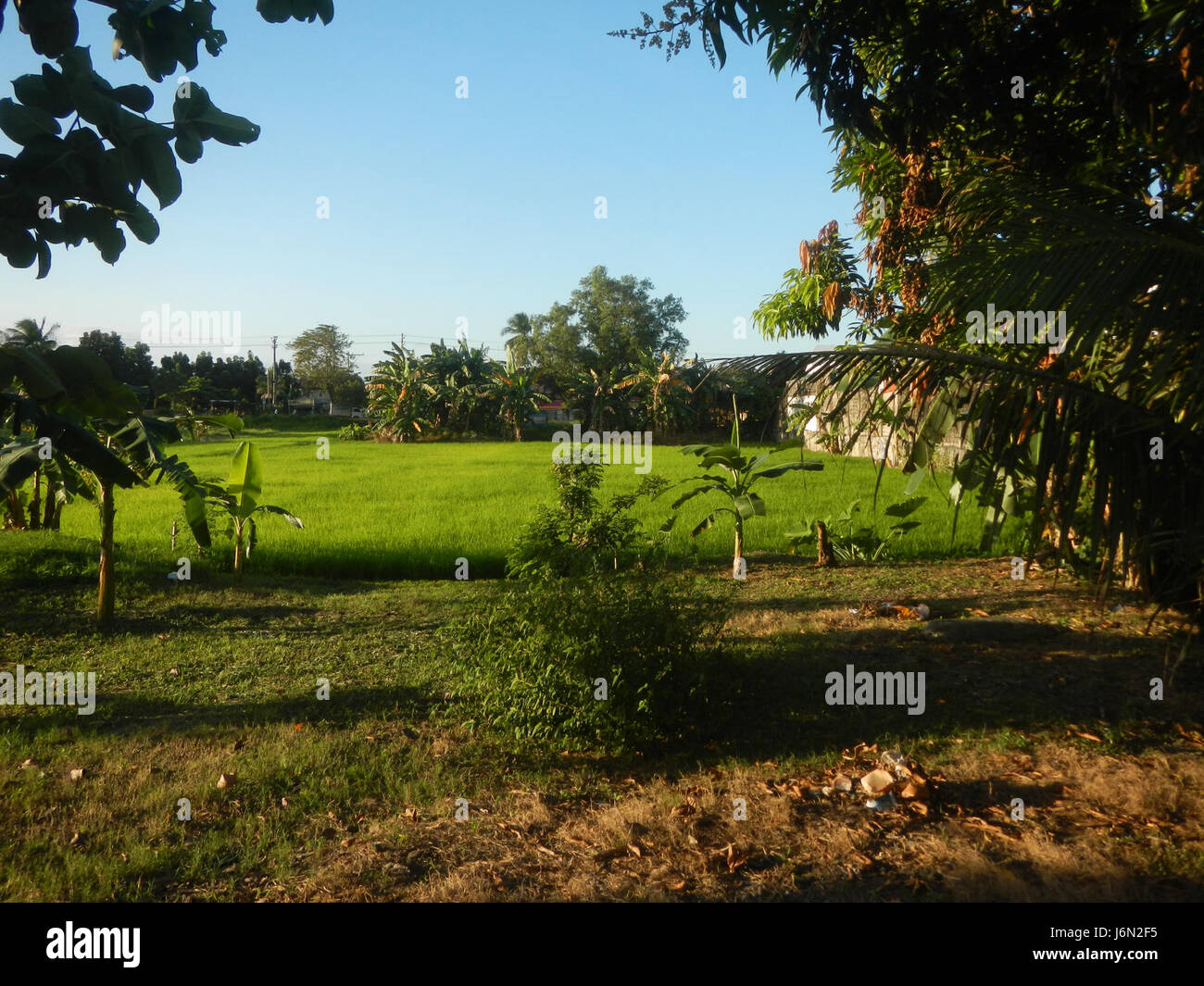 09818 risaie, praterie, alberi, case di irrigazione, Sabang Baliuag, Bulacan ponti stradali 39 Foto Stock