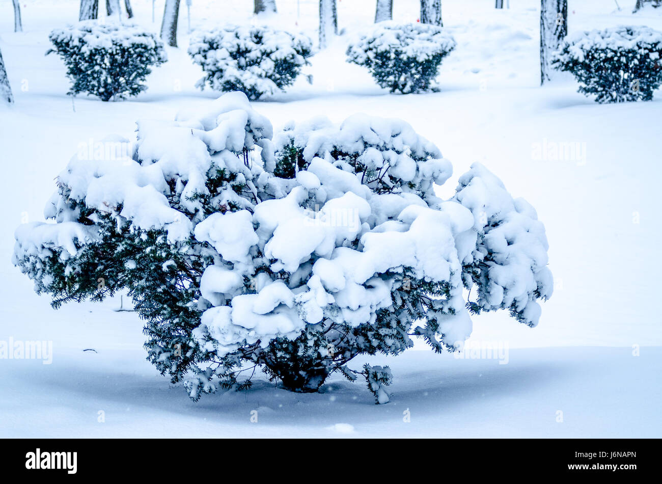 Coperta di neve tutto da cima a fondo Foto Stock