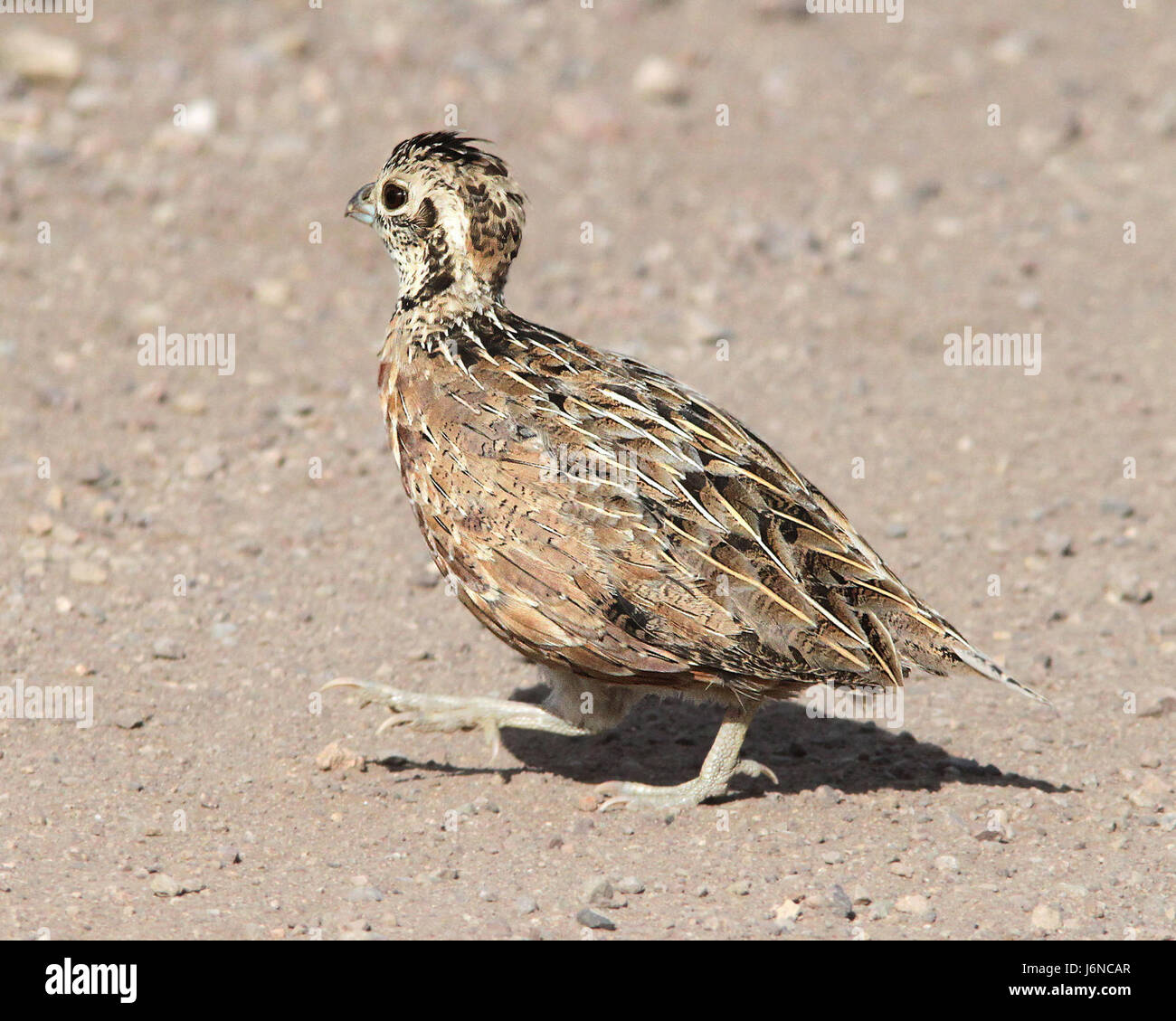 072 - MONTEZUMA QUAGLIA (10-19-12) parker cyn un miglio dal confine messicano, SCC, az -11 imm femmina - (1) (8719813552) Foto Stock