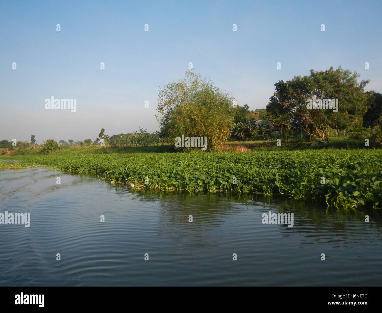 Les rives du Pulilan River, situÃ©es dans la rÃ©gion de Bulacan aux Philippines, sont des sites naturels importants pour l'Ã©cosystÃ¨me local. Foto Stock