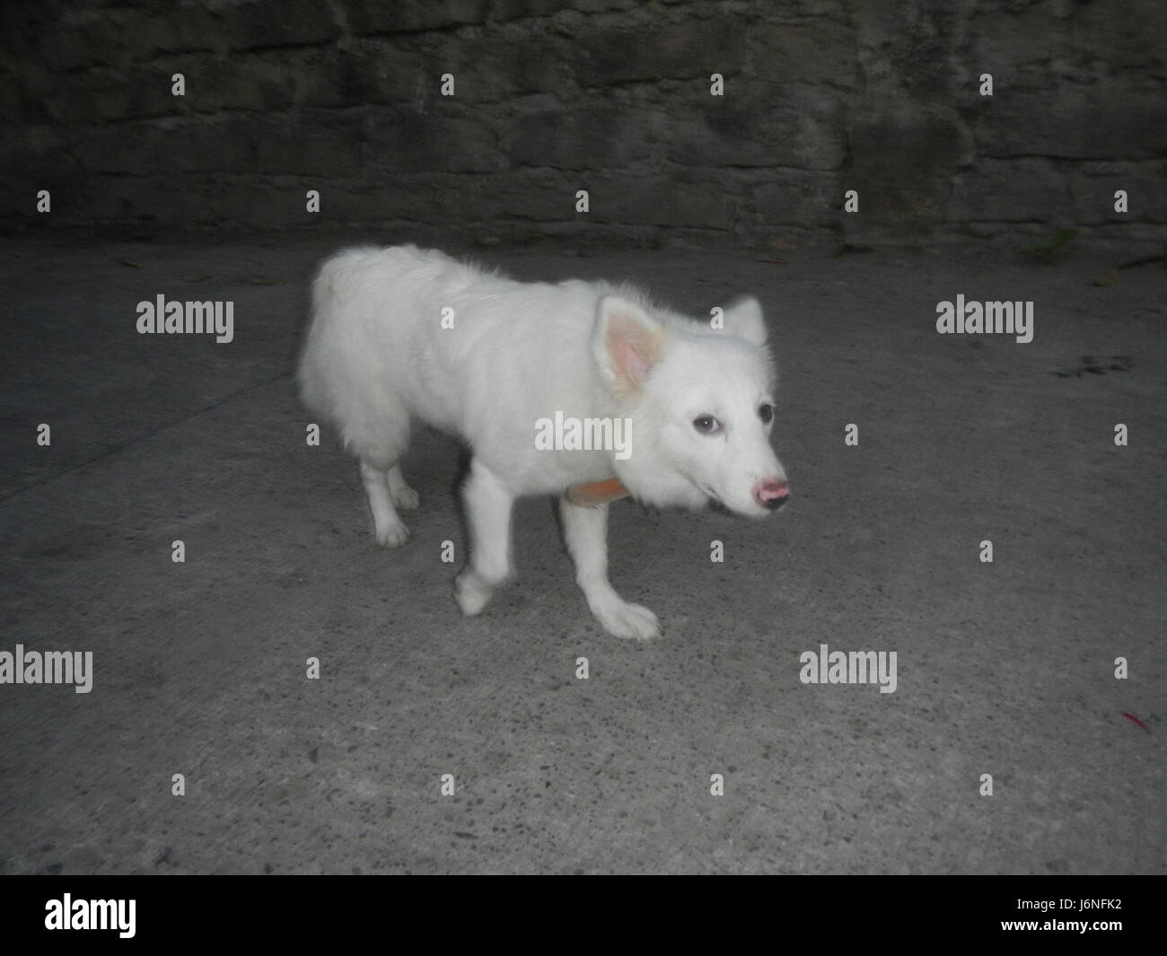 Questo riferimento è probabilmente uno studio o una pubblicazione che discute di varie razze canine native delle Filippine, concentrandosi sulle loro caratteristiche e il loro significato nella cultura filippina. Foto Stock