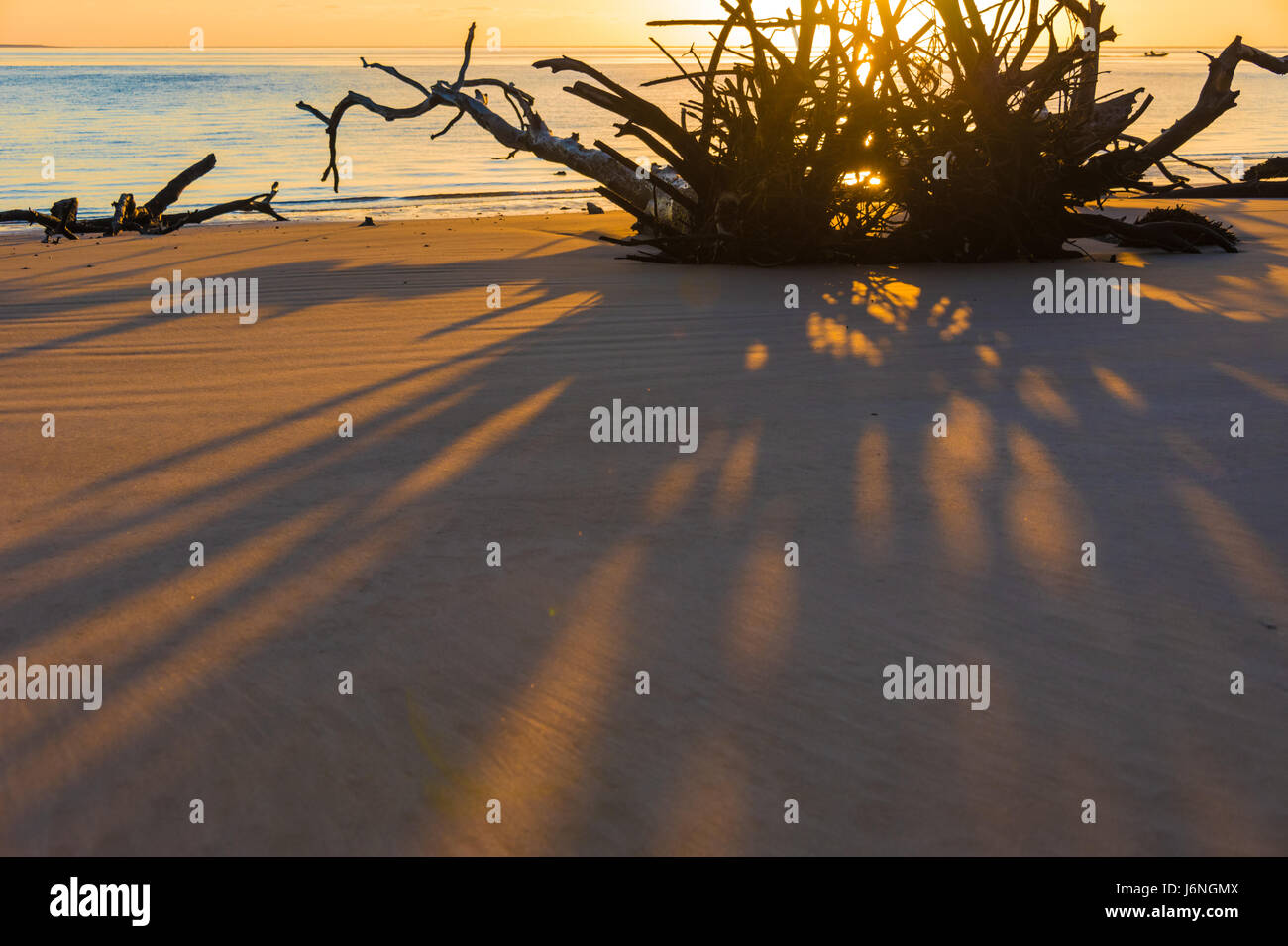 Driftwood radici gettato ombre lunghe in un colorato sunrise mattina al cimitero in spiaggia a nord-est della Florida la grande Talbot Island State Park. Foto Stock