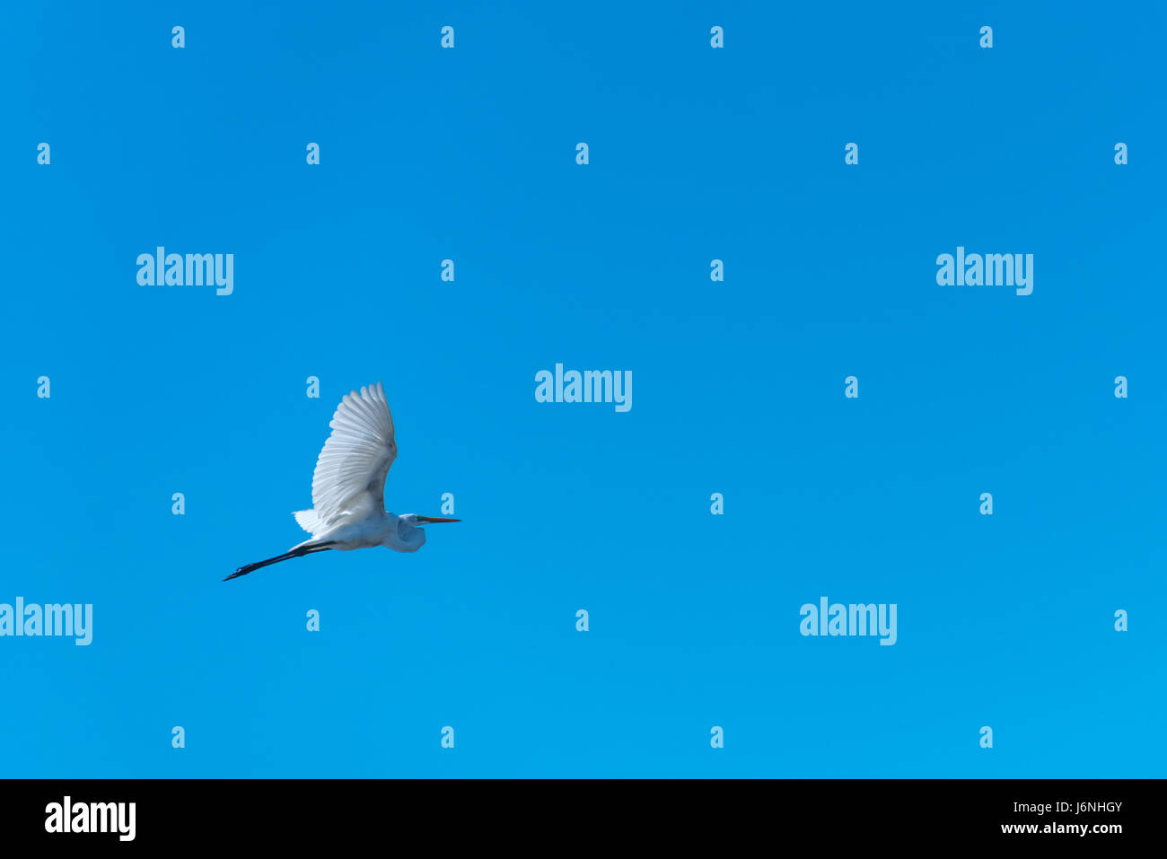 Airone bianco maggiore impennata contro un profondo cielo blu a Simpson Creek in Florida's Big Talbot Island State Park. (USA) Foto Stock