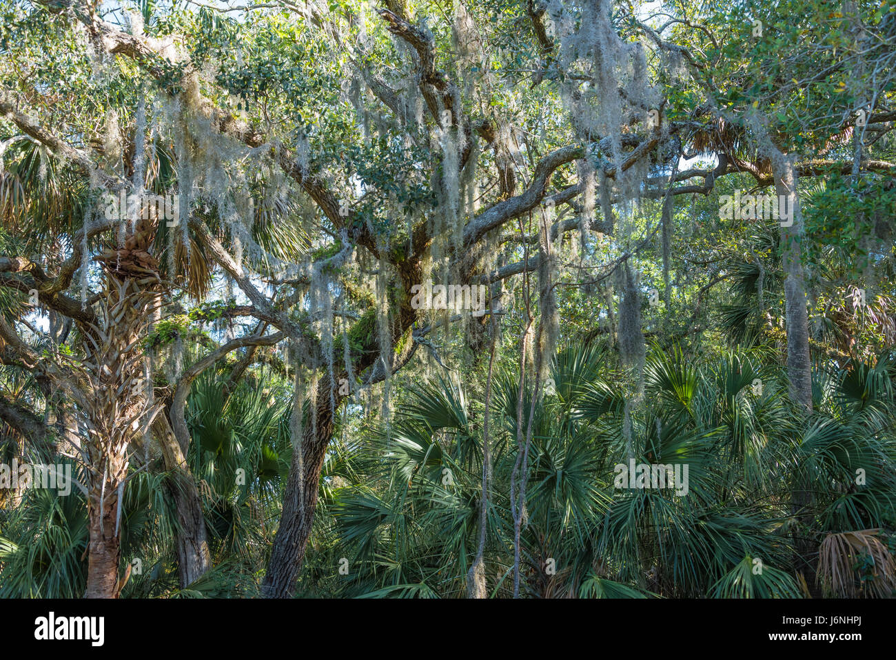 Sabal palms, live oaks e muschio Spagnolo a Big Talbot Island State Park nel nord-ovest della Florida. (USA) Foto Stock