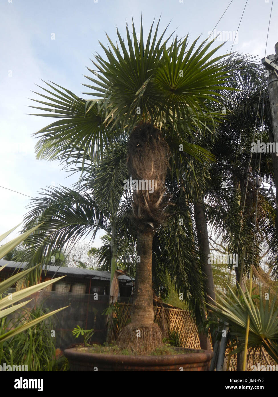 L'Old Man Palm (Coccothrinax crinita) è una specie unica di palma originaria delle Filippine, nota per il suo aspetto caratteristico e cespuglioso che ricorda la barba di un uomo anziano. Foto Stock